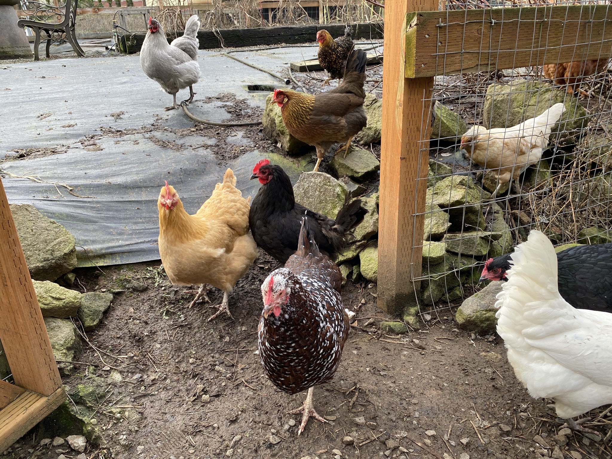 Chickens