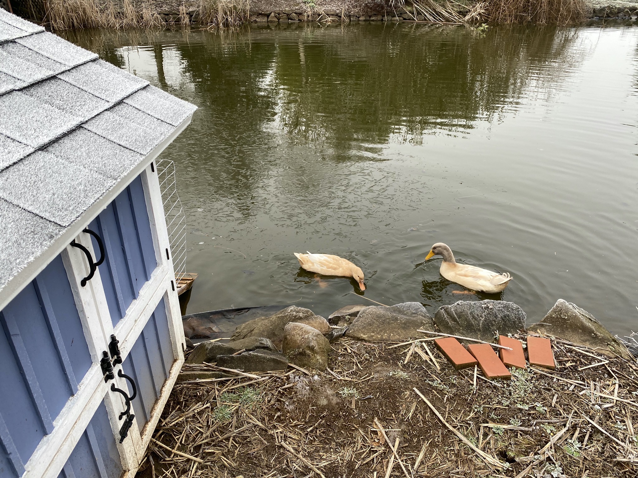 Ducks
