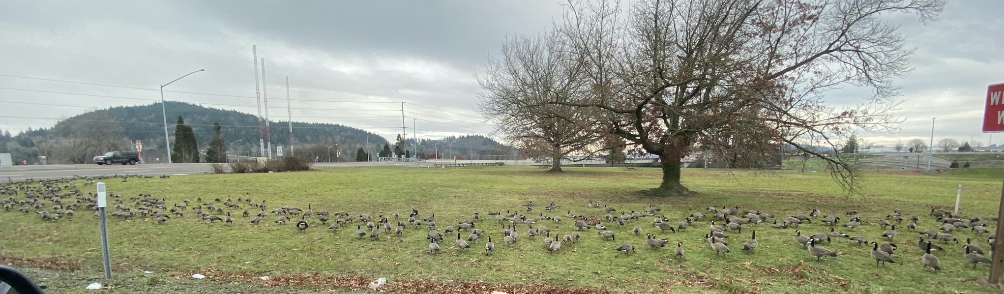 Lots of Canadian geese