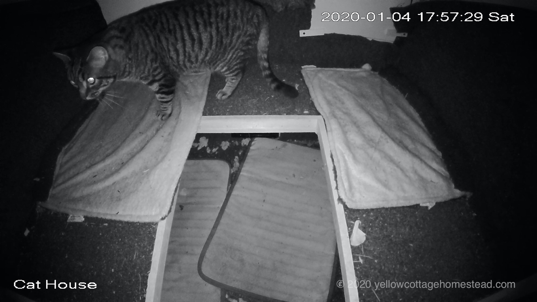 Cat inside house