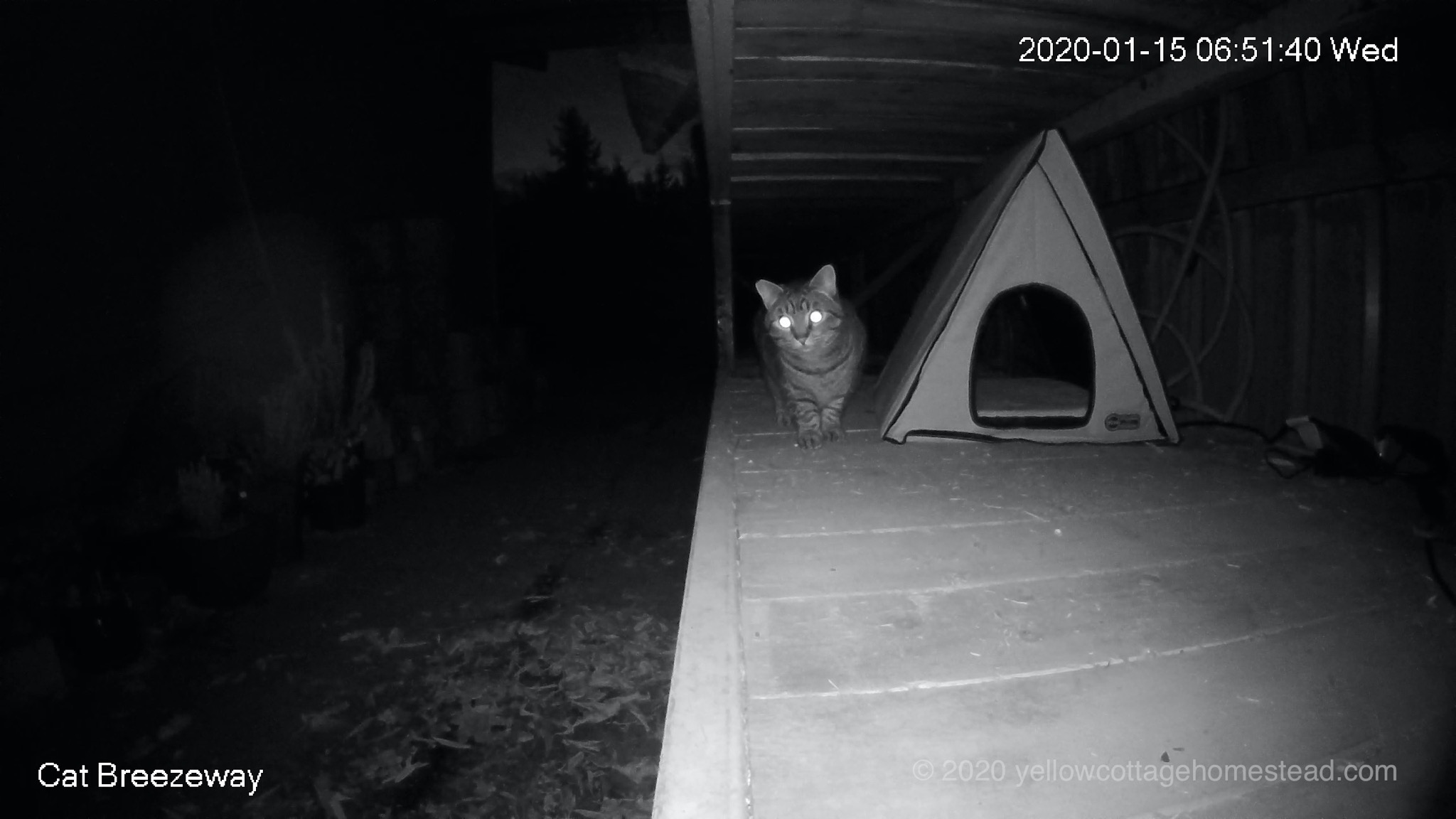 Cat next to new shelter