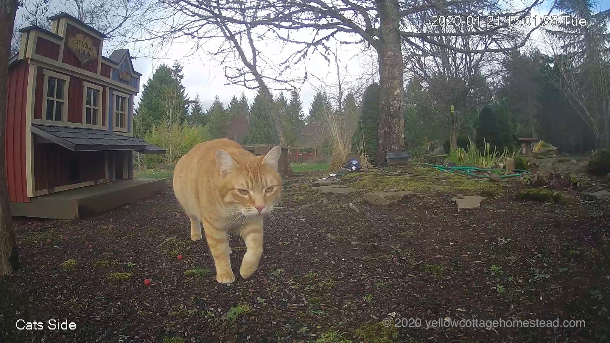 Pumpkin by the cat house