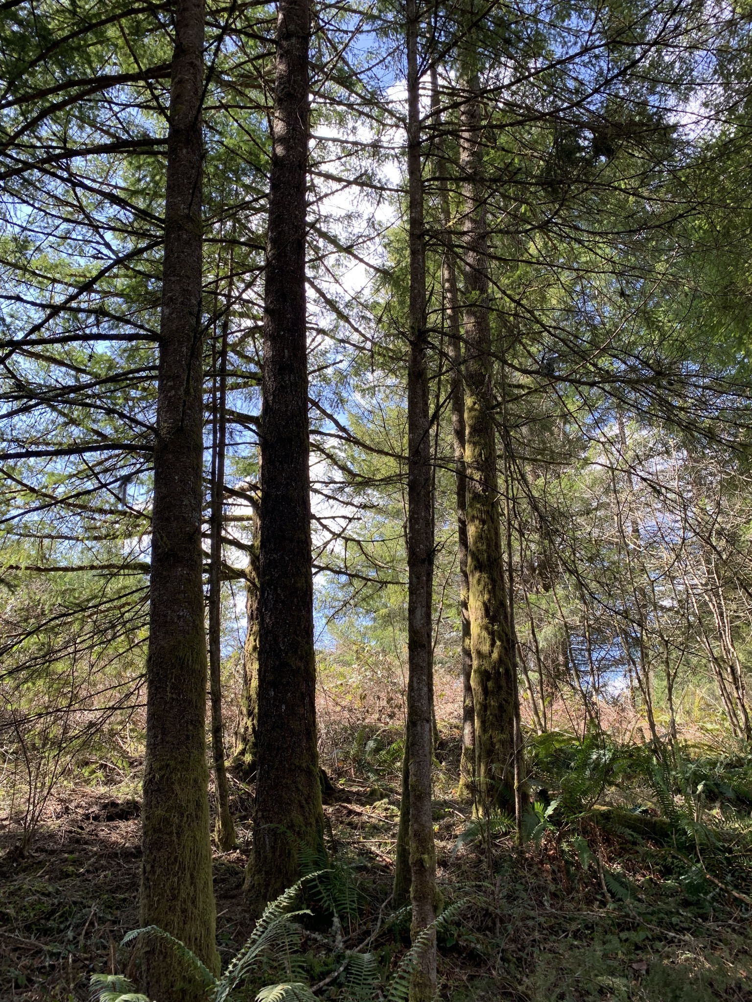 Trees