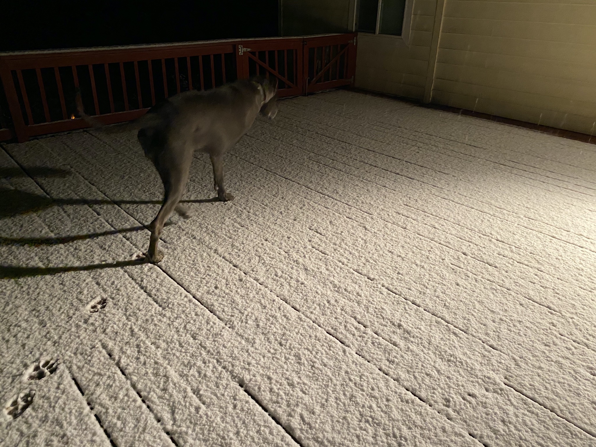 Rory on snowy deck