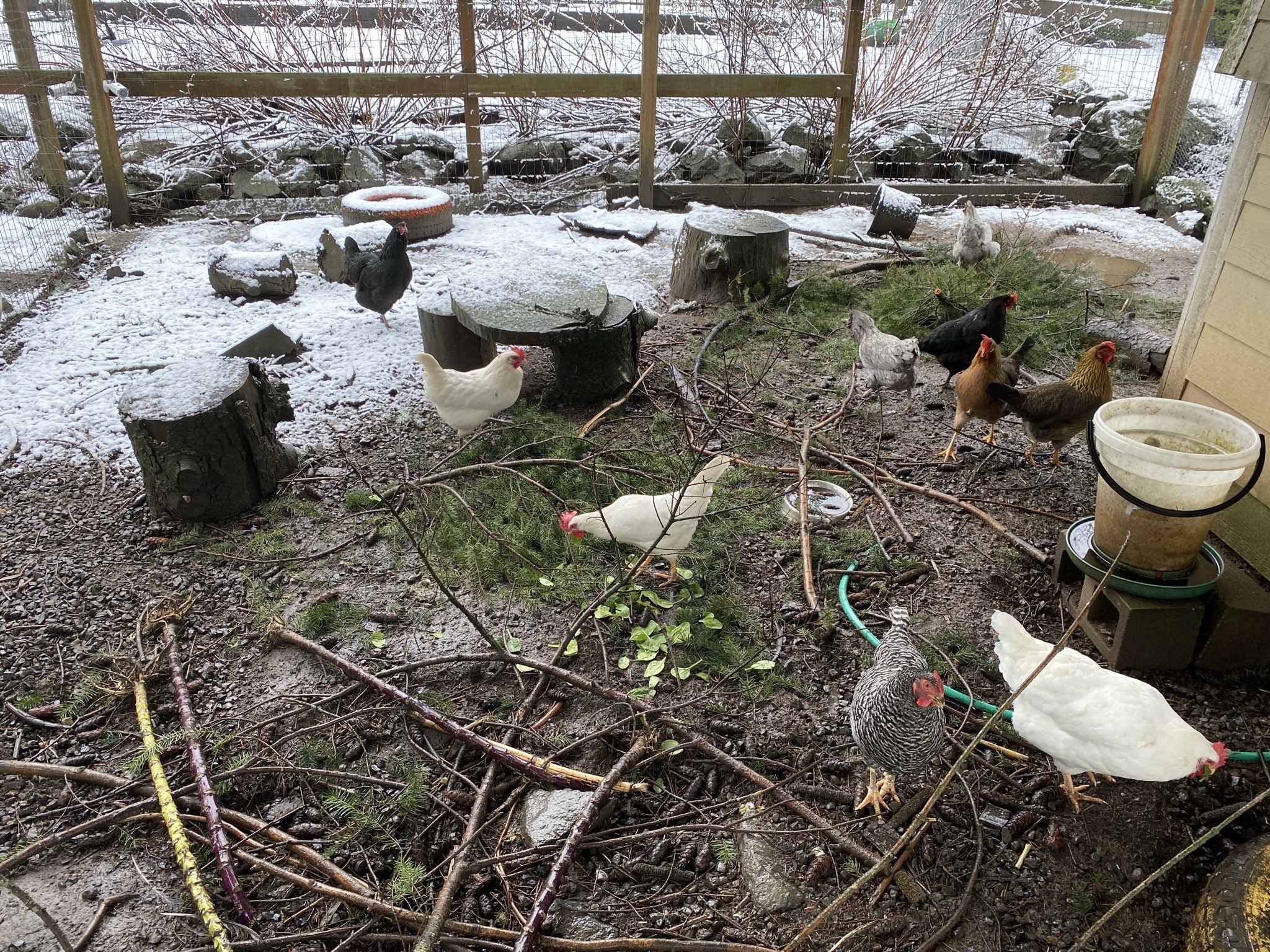 Chickens with snow