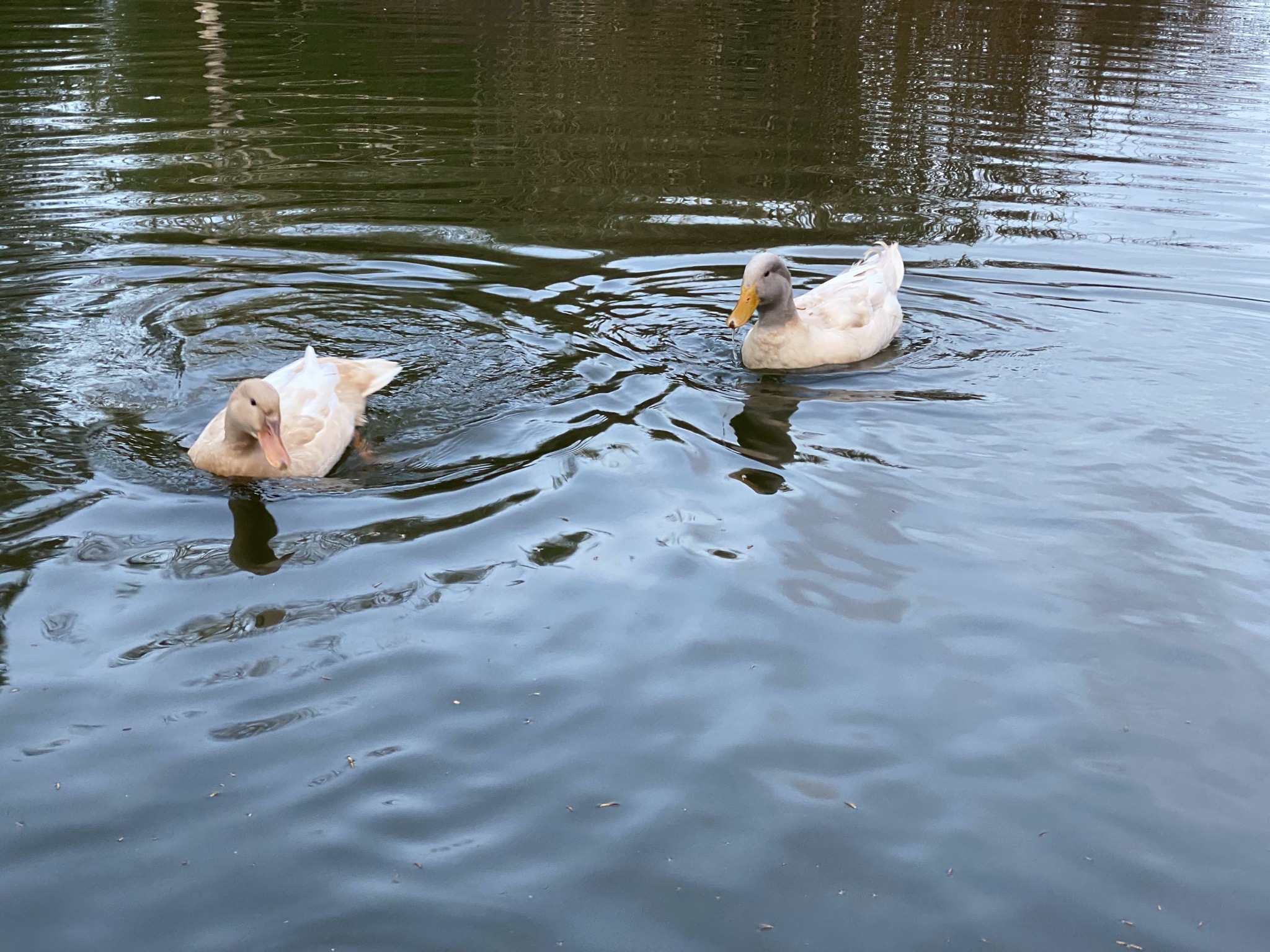 Ducks on the pond