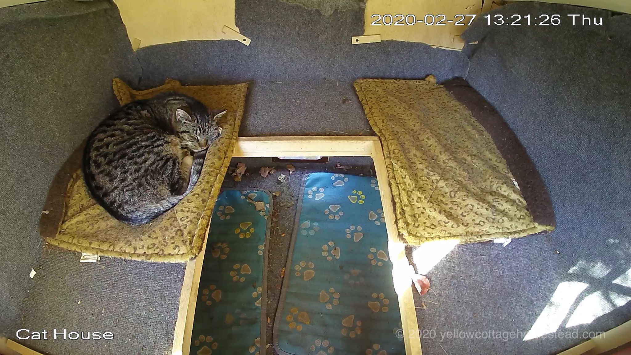 Poppy in cat house