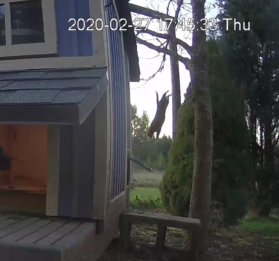 Cat leaping