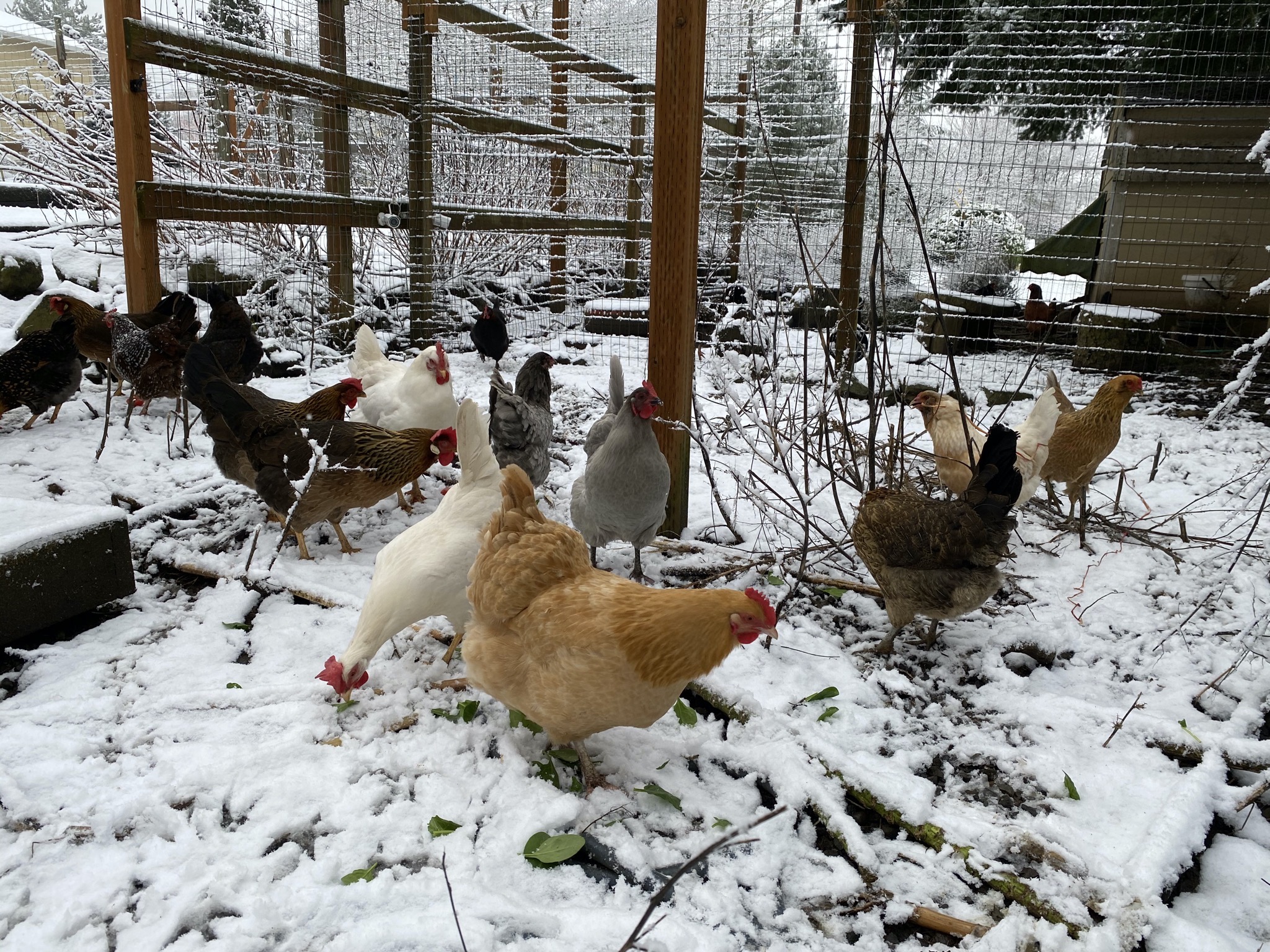 Chickens in snow