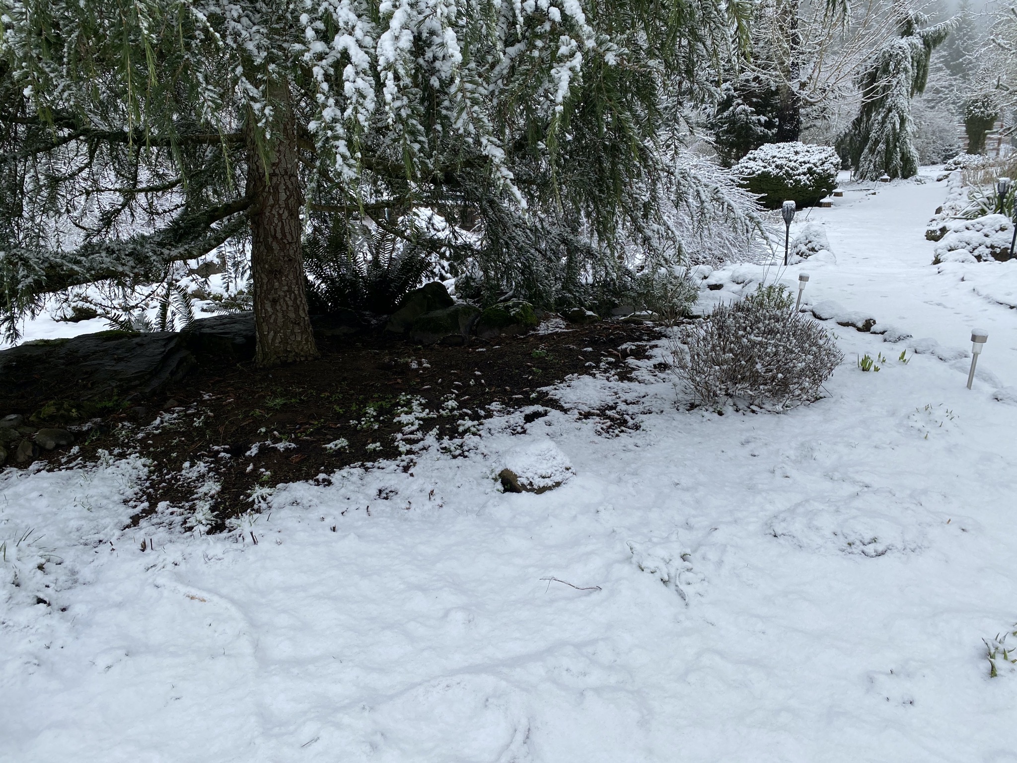 Snow and tree