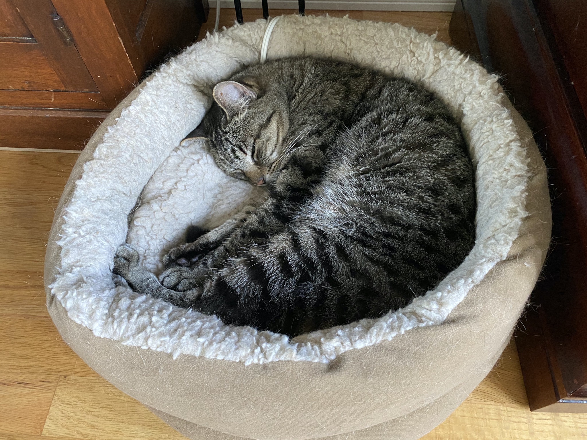 Pippin enjoying the heated bed