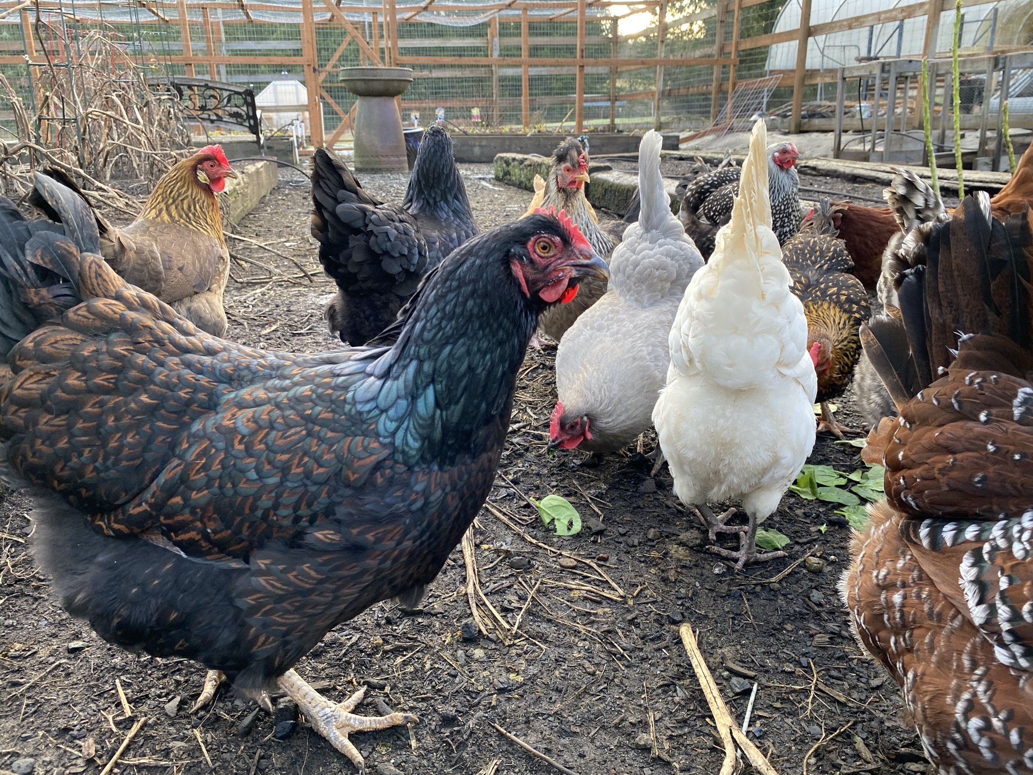Chickens in veggie garden