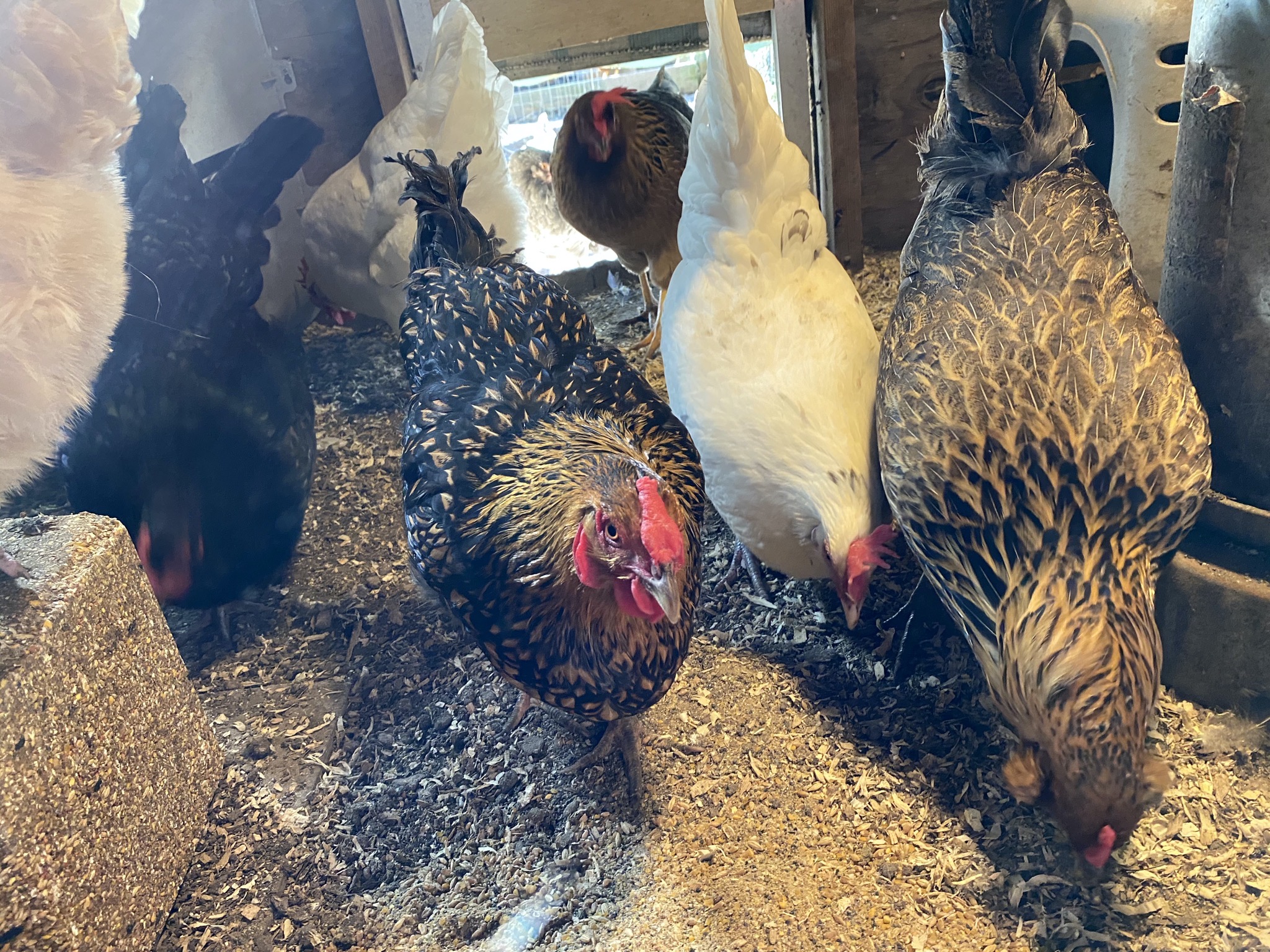 Chickens