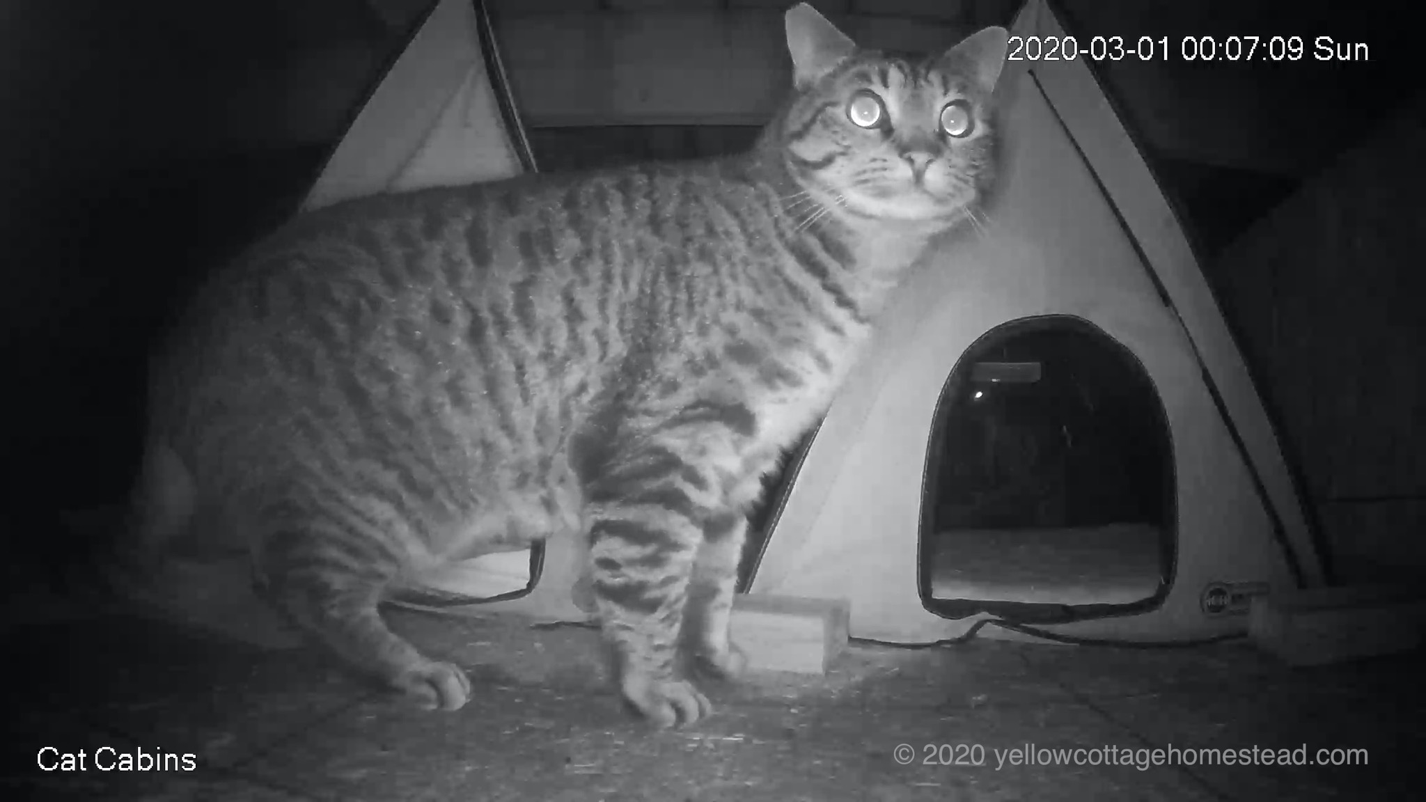 Cat