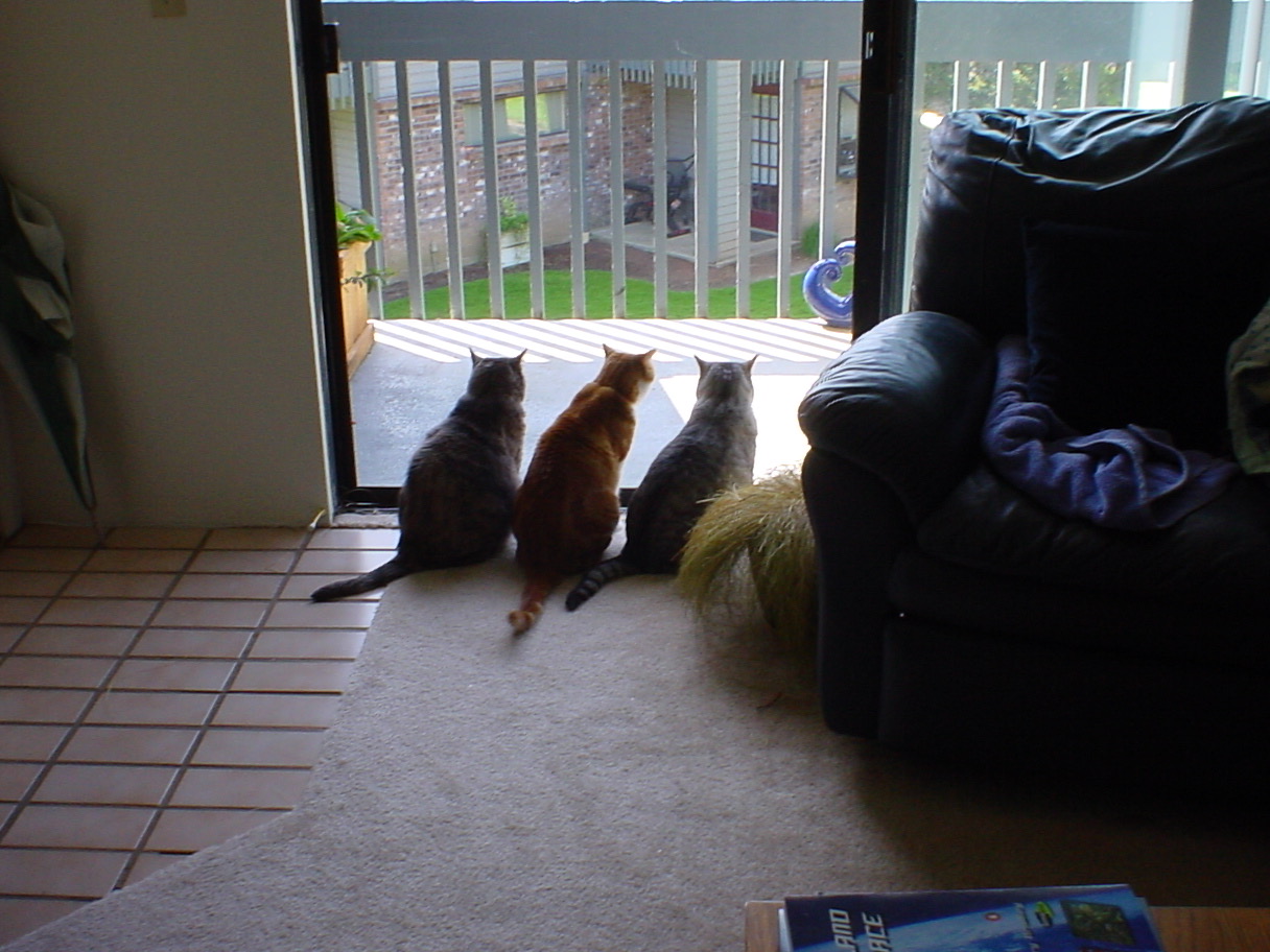 Three cats