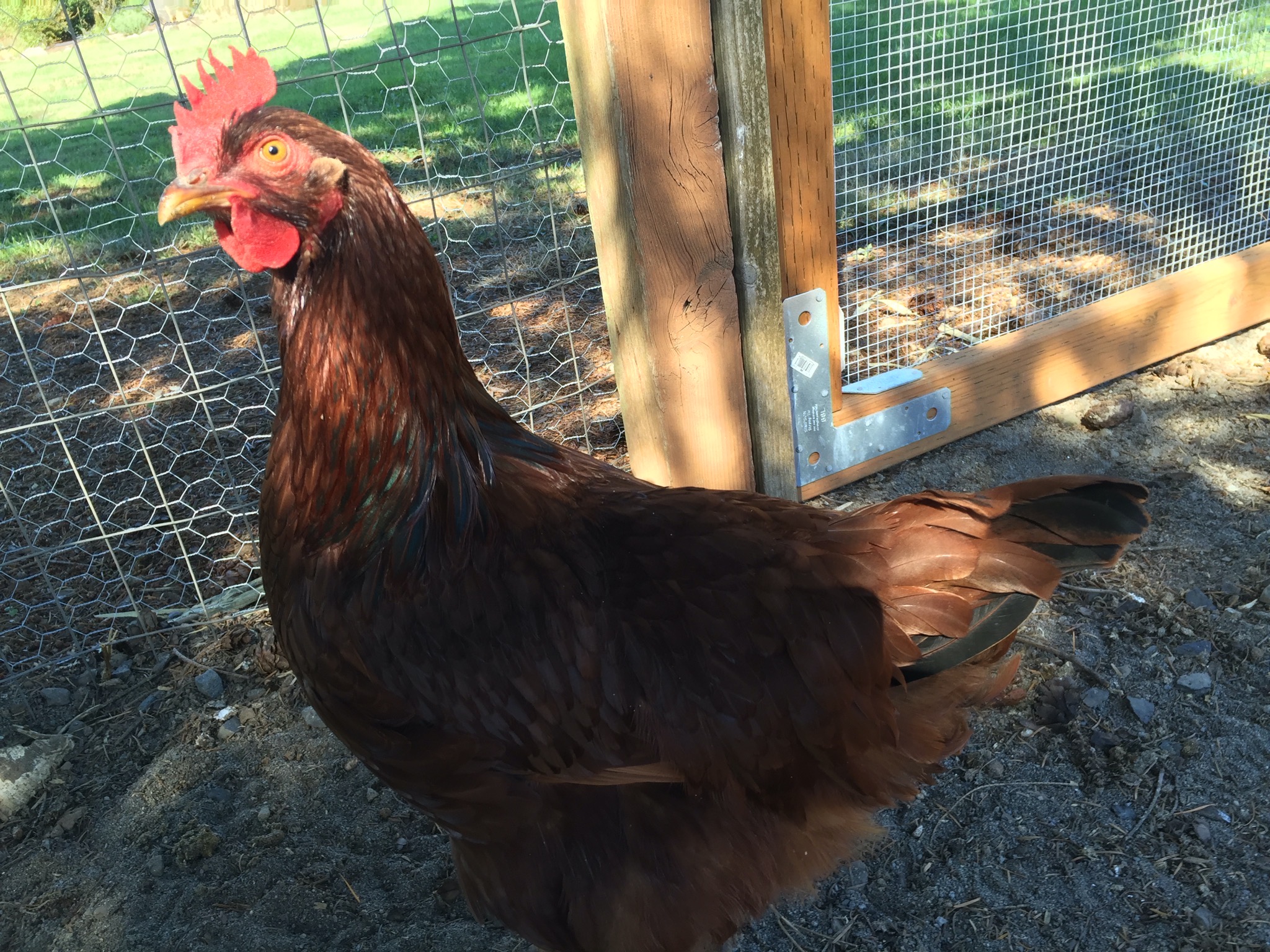 Rhode Island Red chicken