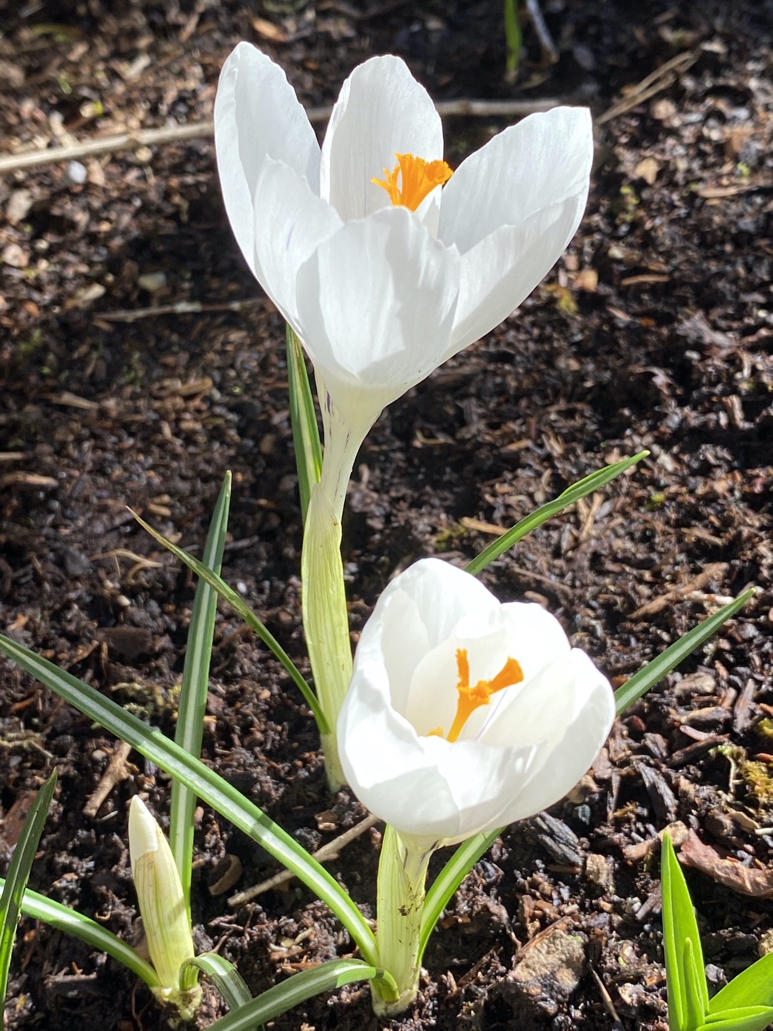 Crocus