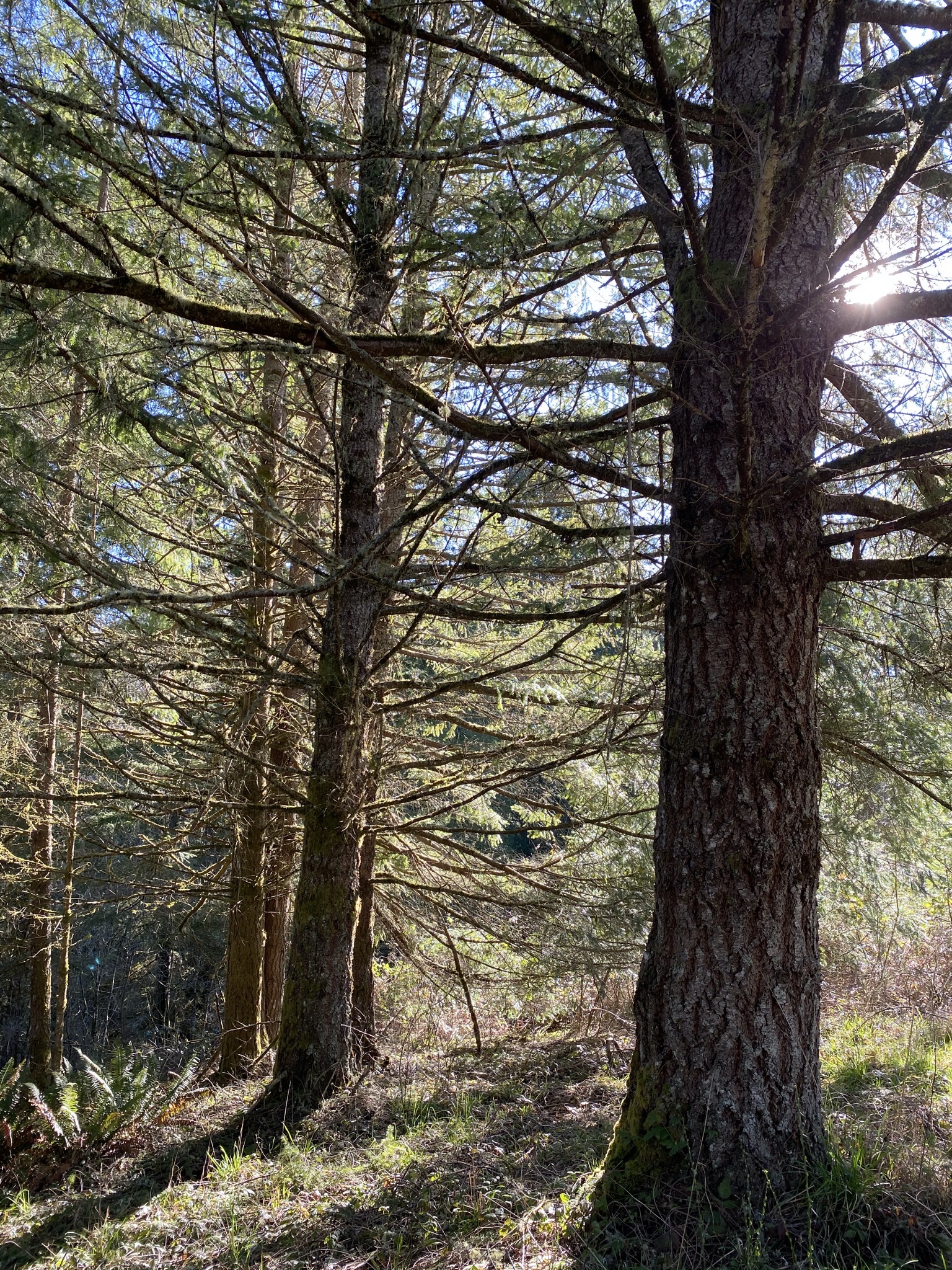 Trees