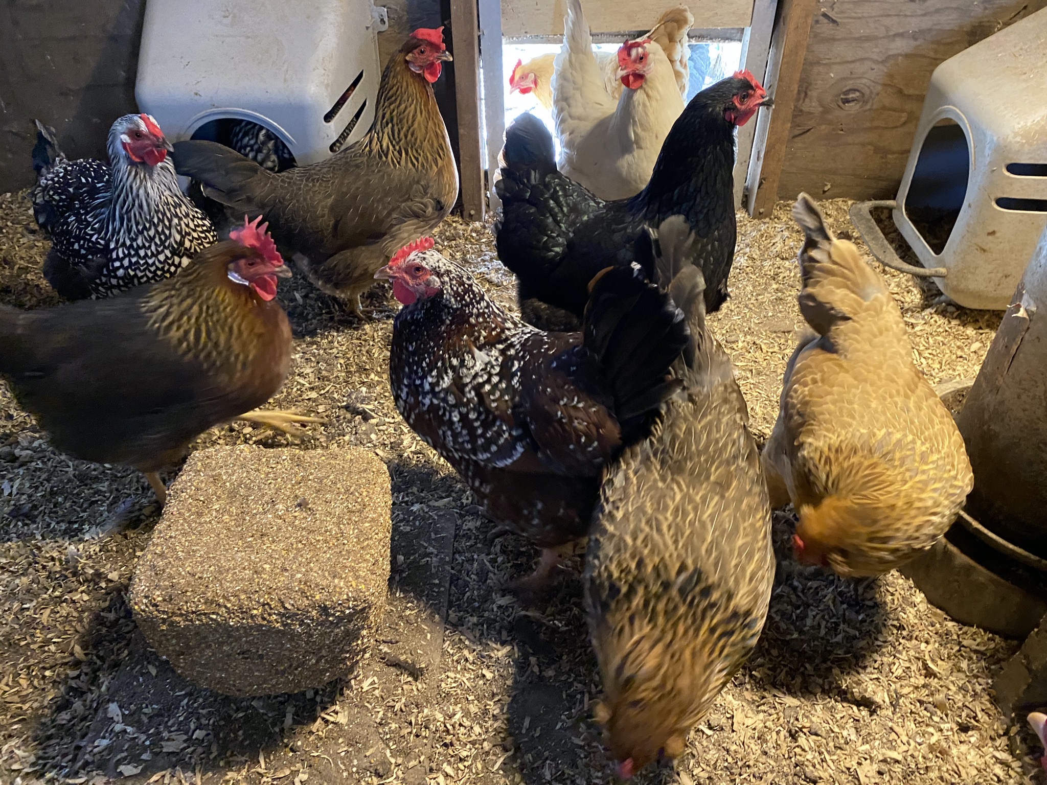 Chickens