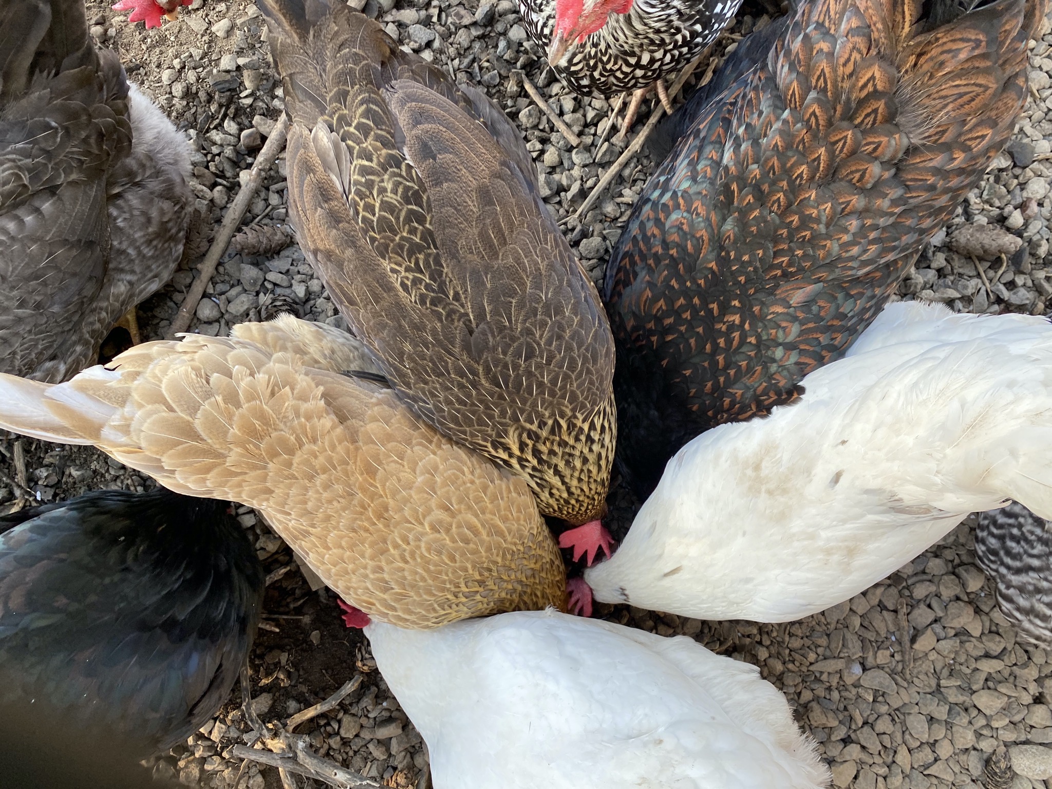 Chickens enjoying rice treats