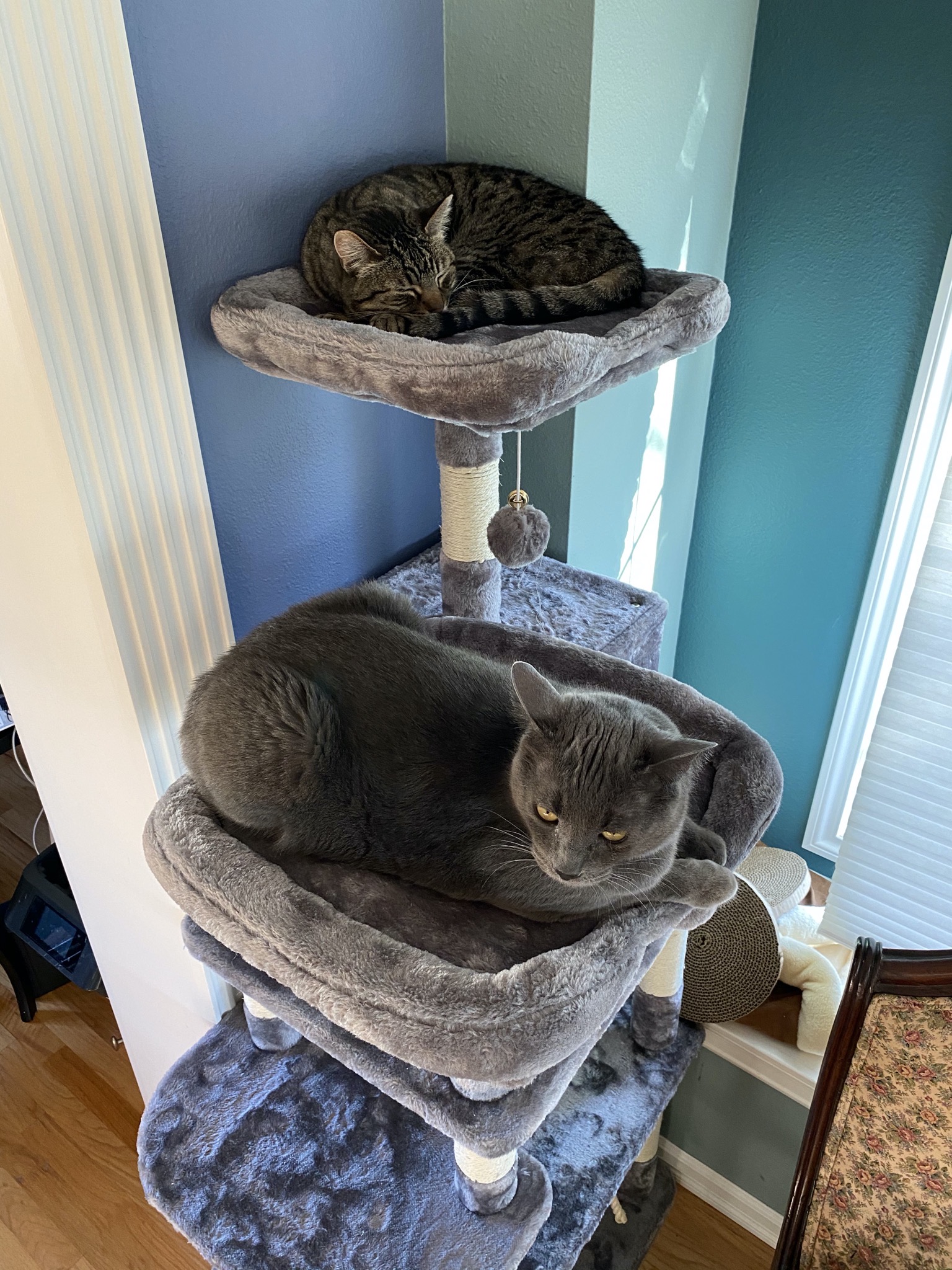 Pippin and Paladin