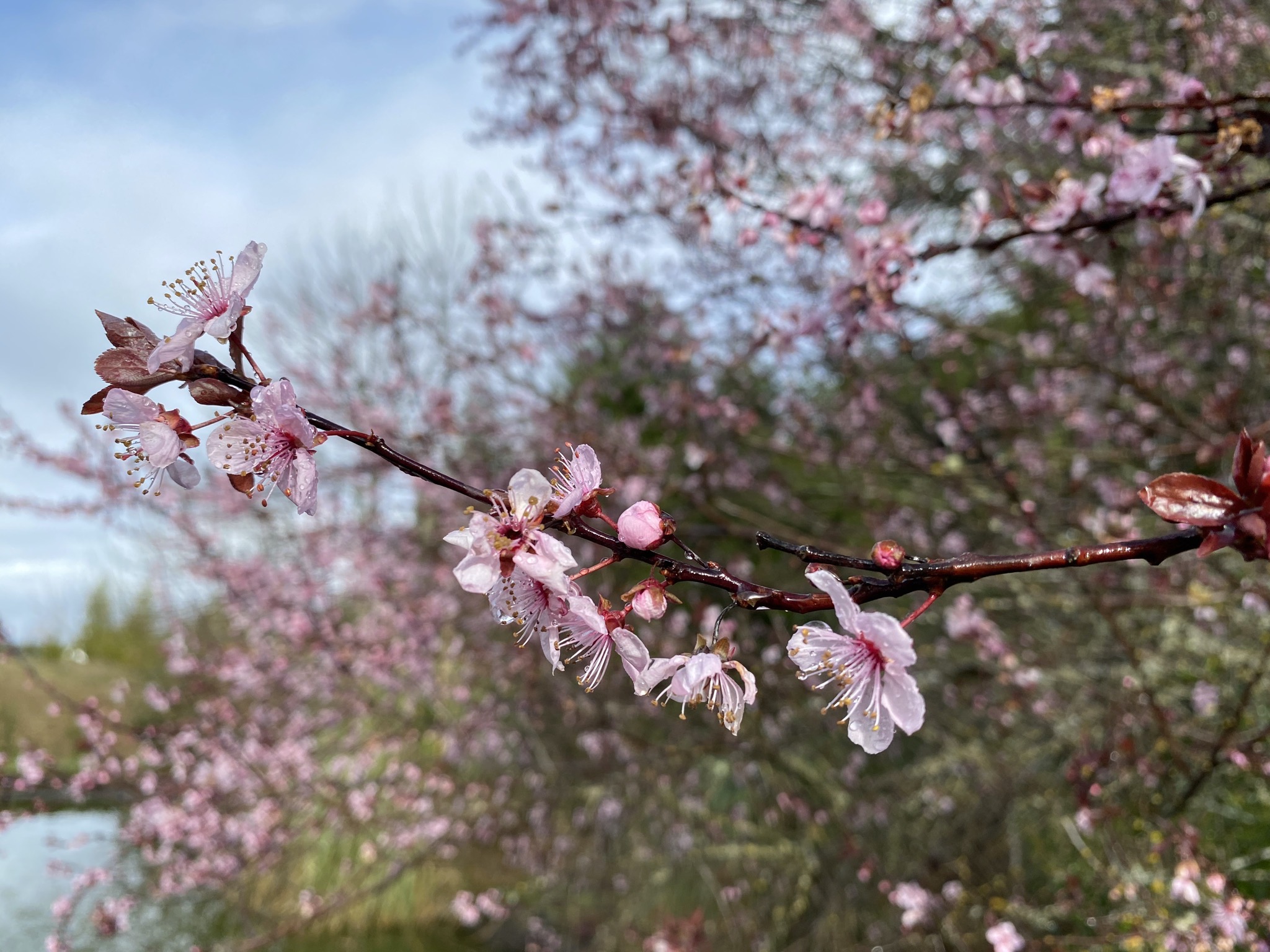 Tree blossums