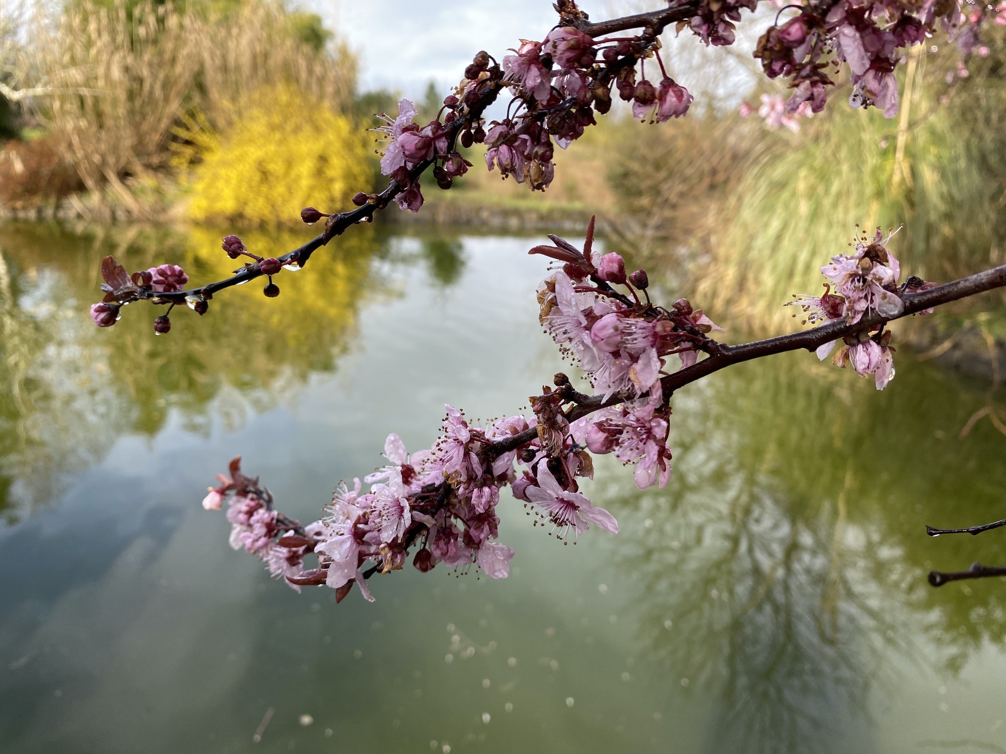 Tree blossums