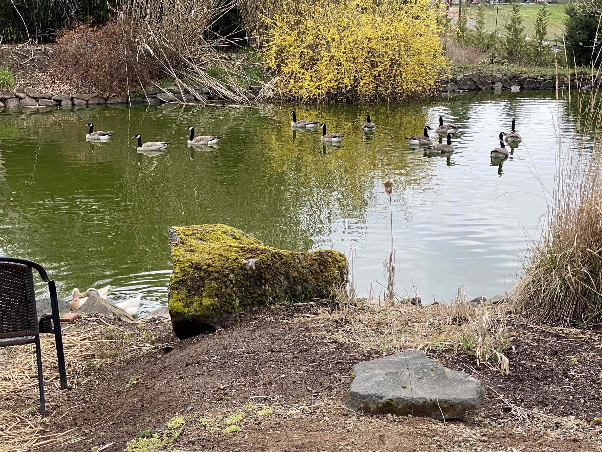 Geese