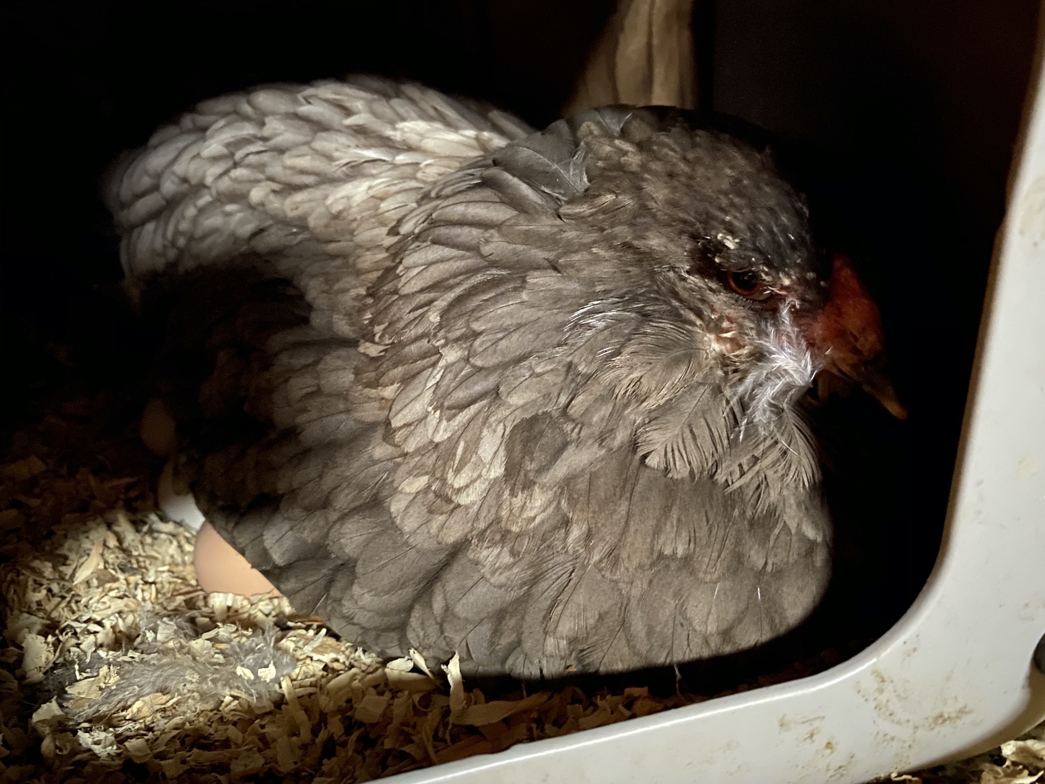 Broody chicken