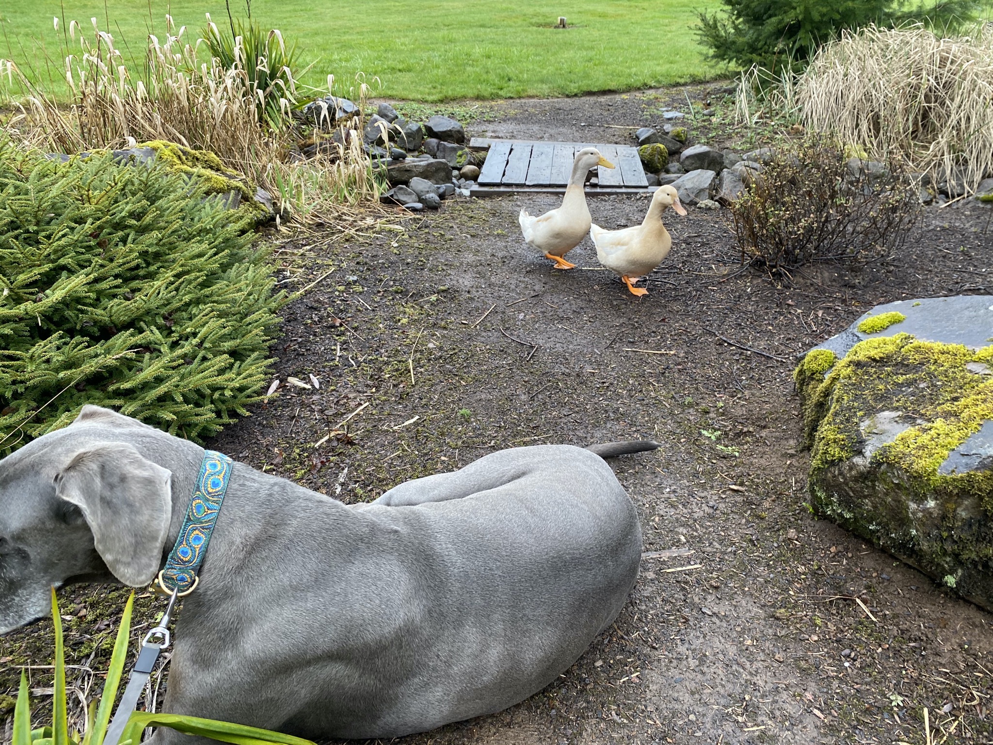 Rory and ducks