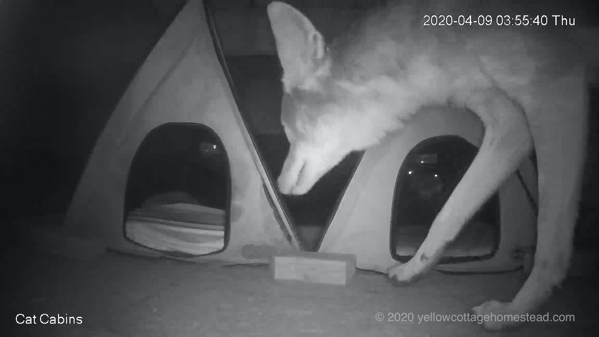 Coyote