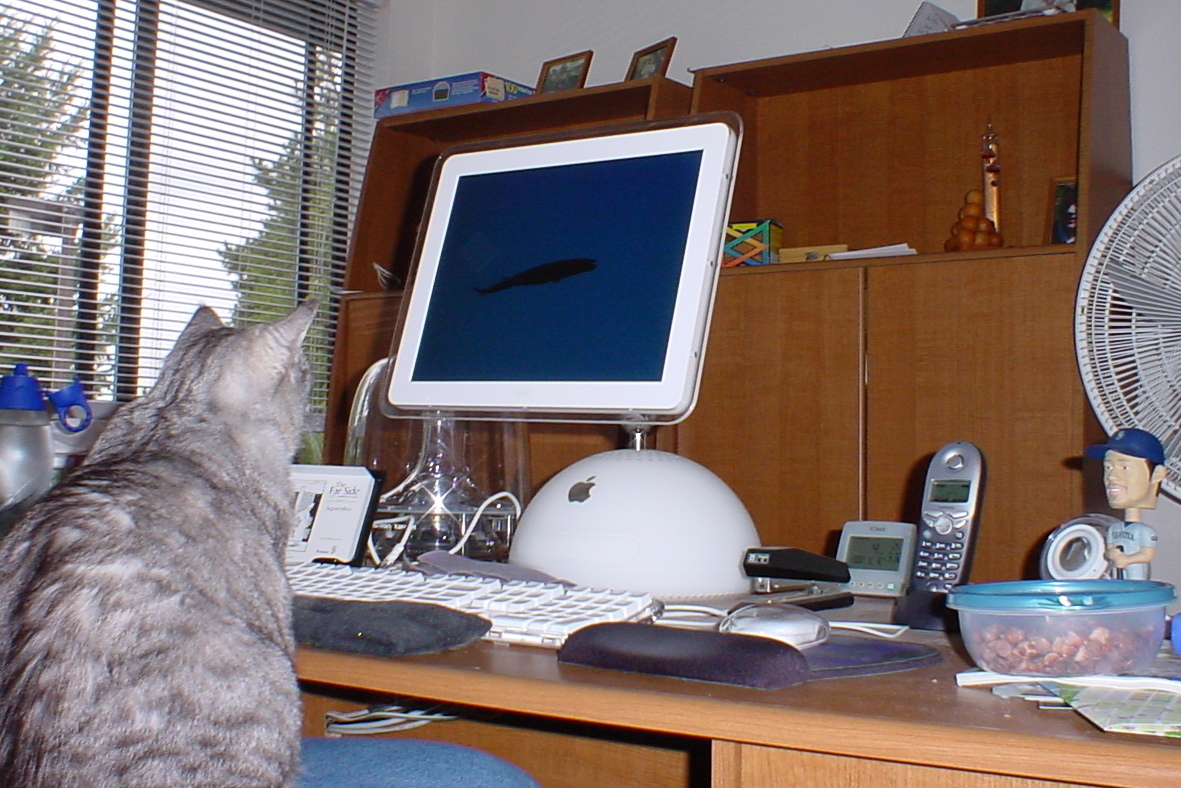Pi watching screensaver