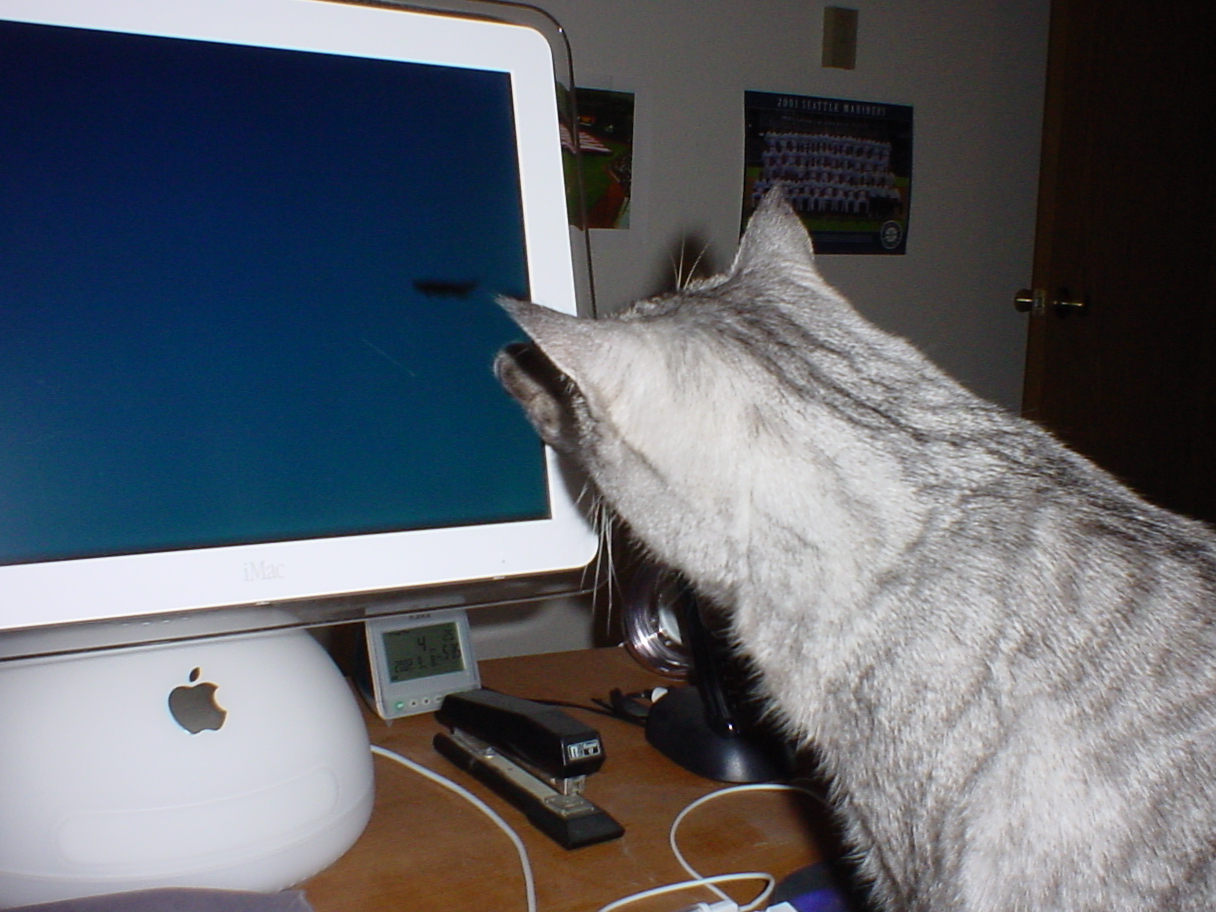 Pi watching screensaver