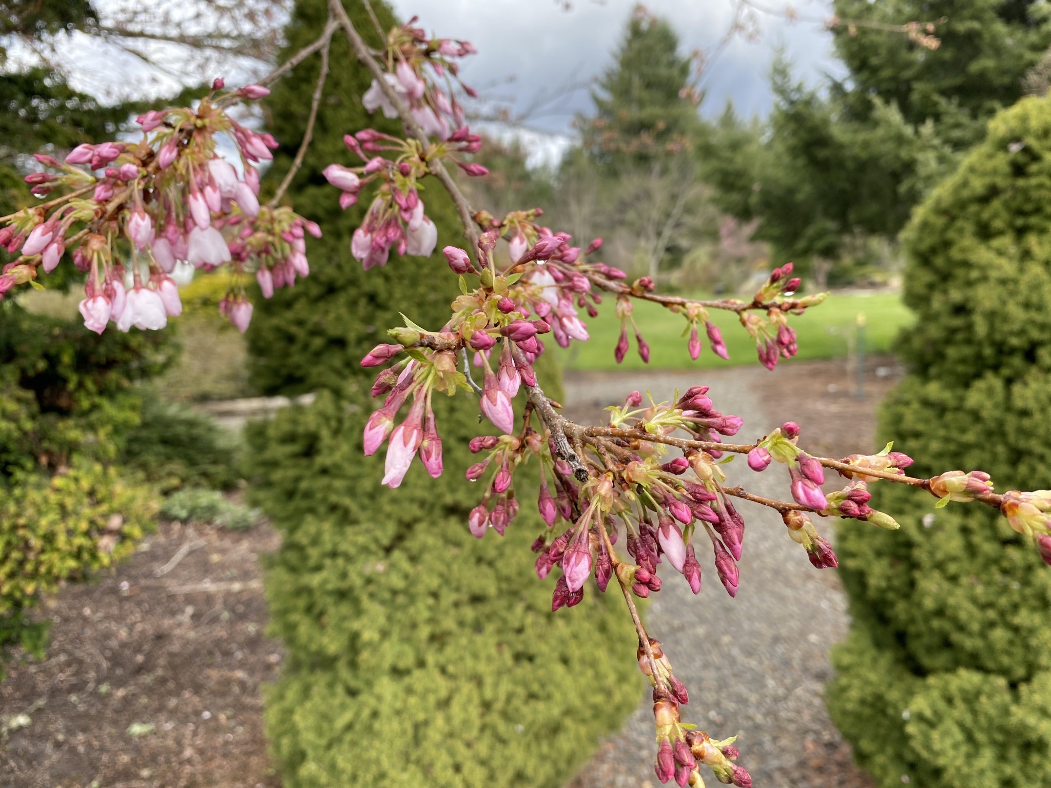 Tree blossoms