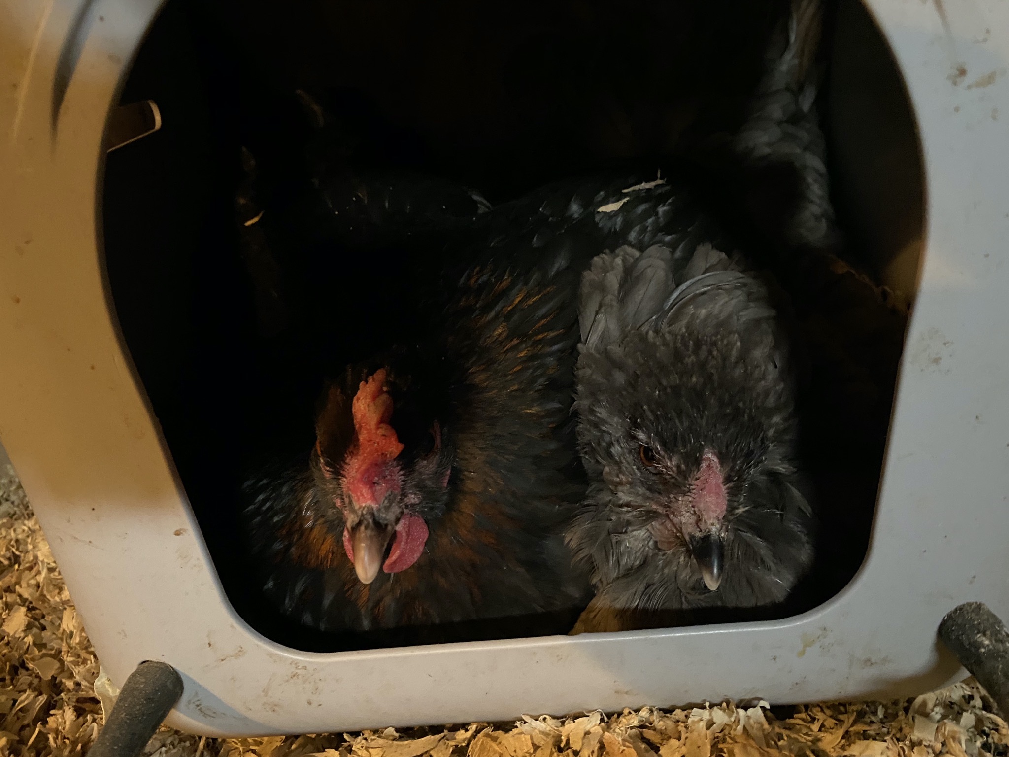 Broody chickens