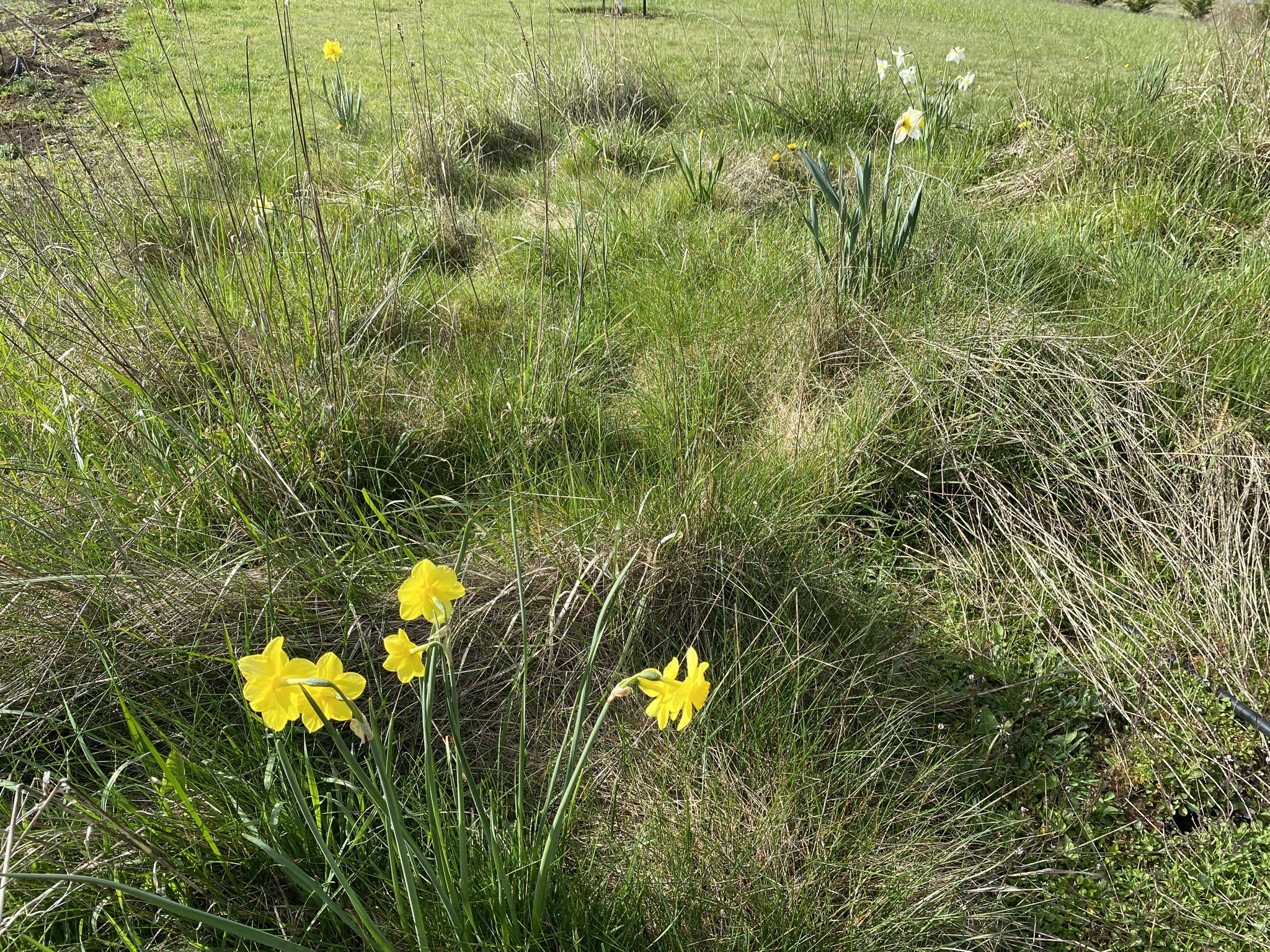 Daffodils