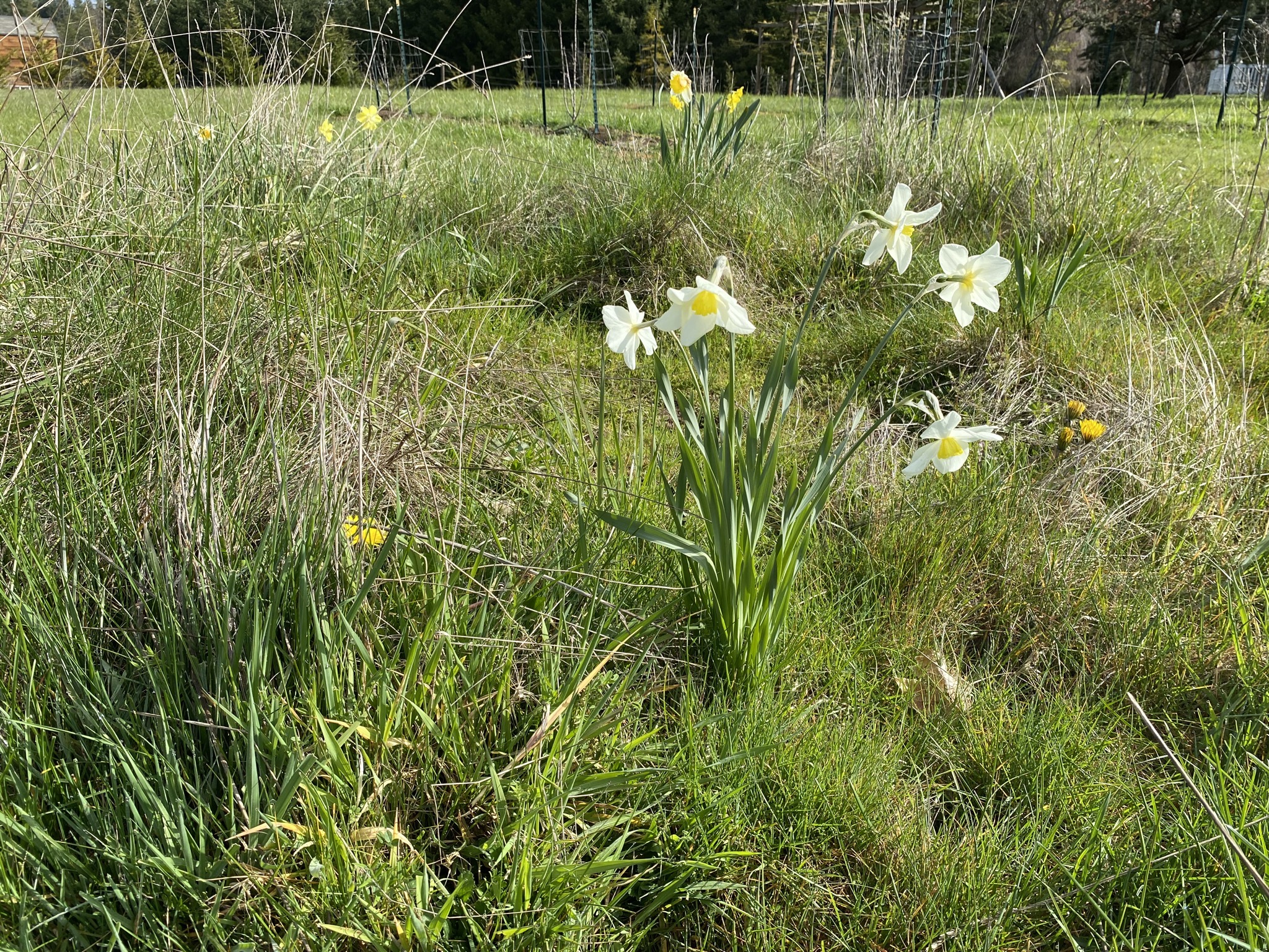 Daffodils