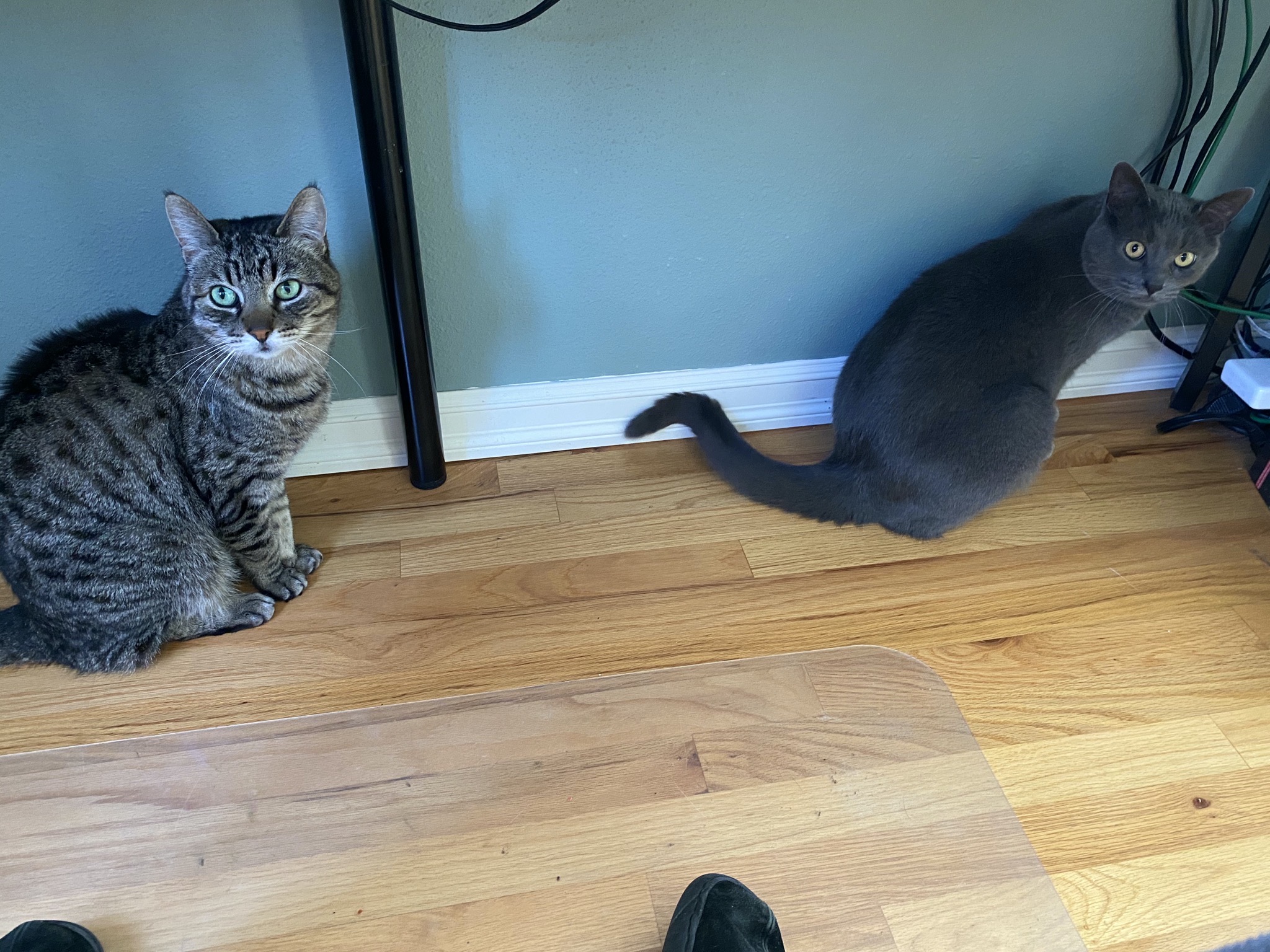 Pippin and Paladin