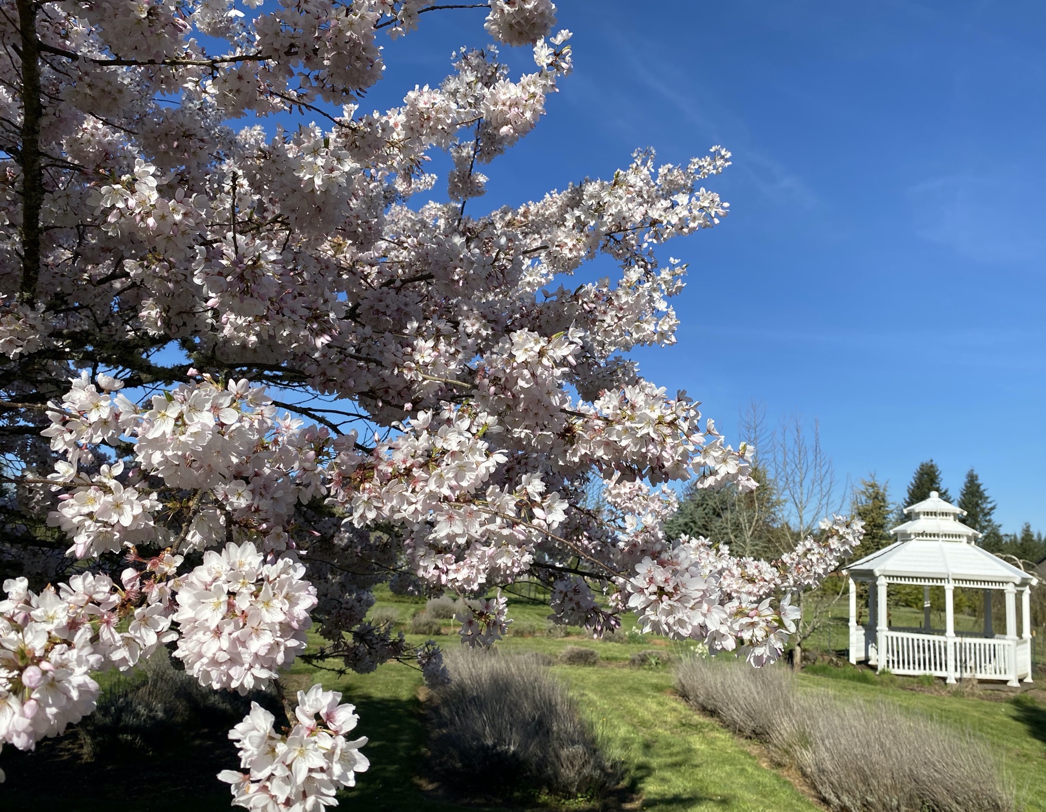 Tree blossoms