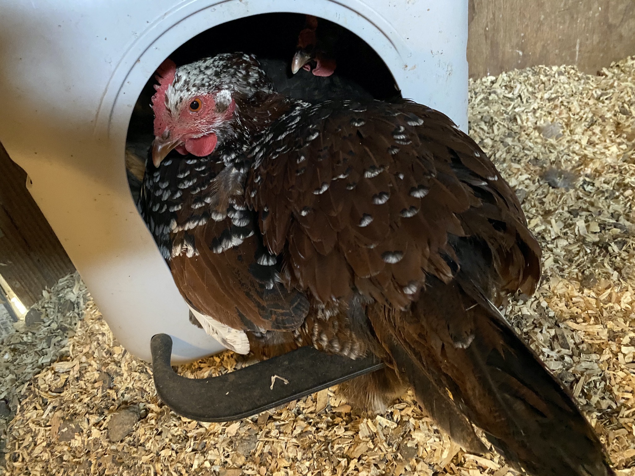 Broody chickens