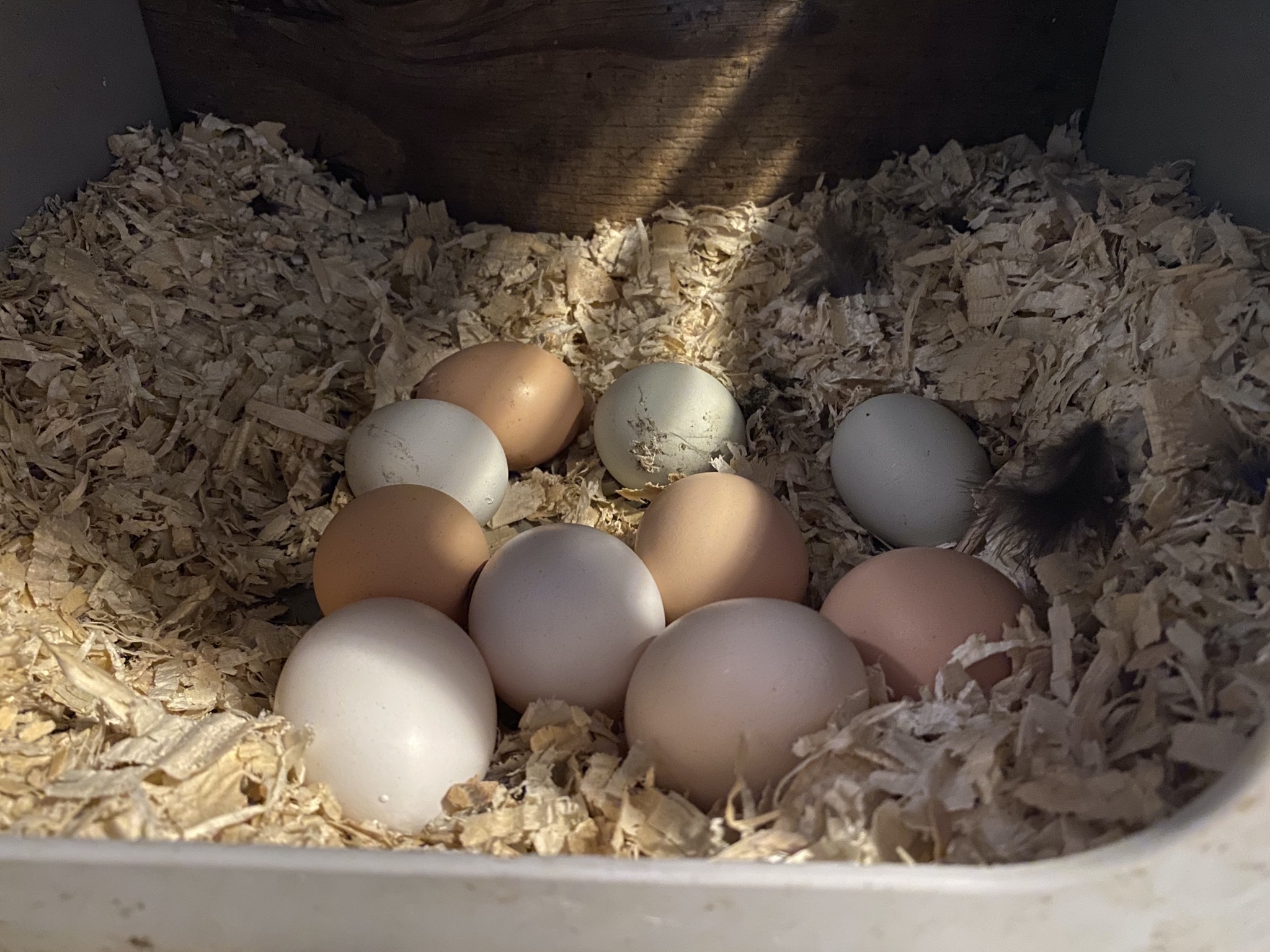 Eggs
