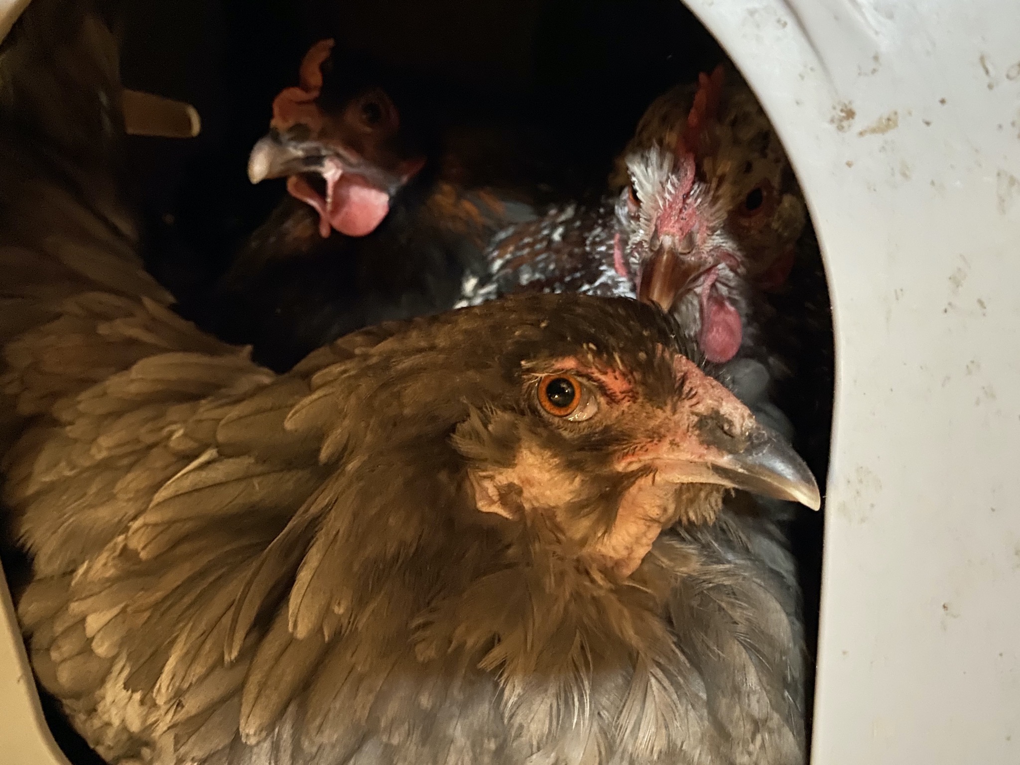 Chickens