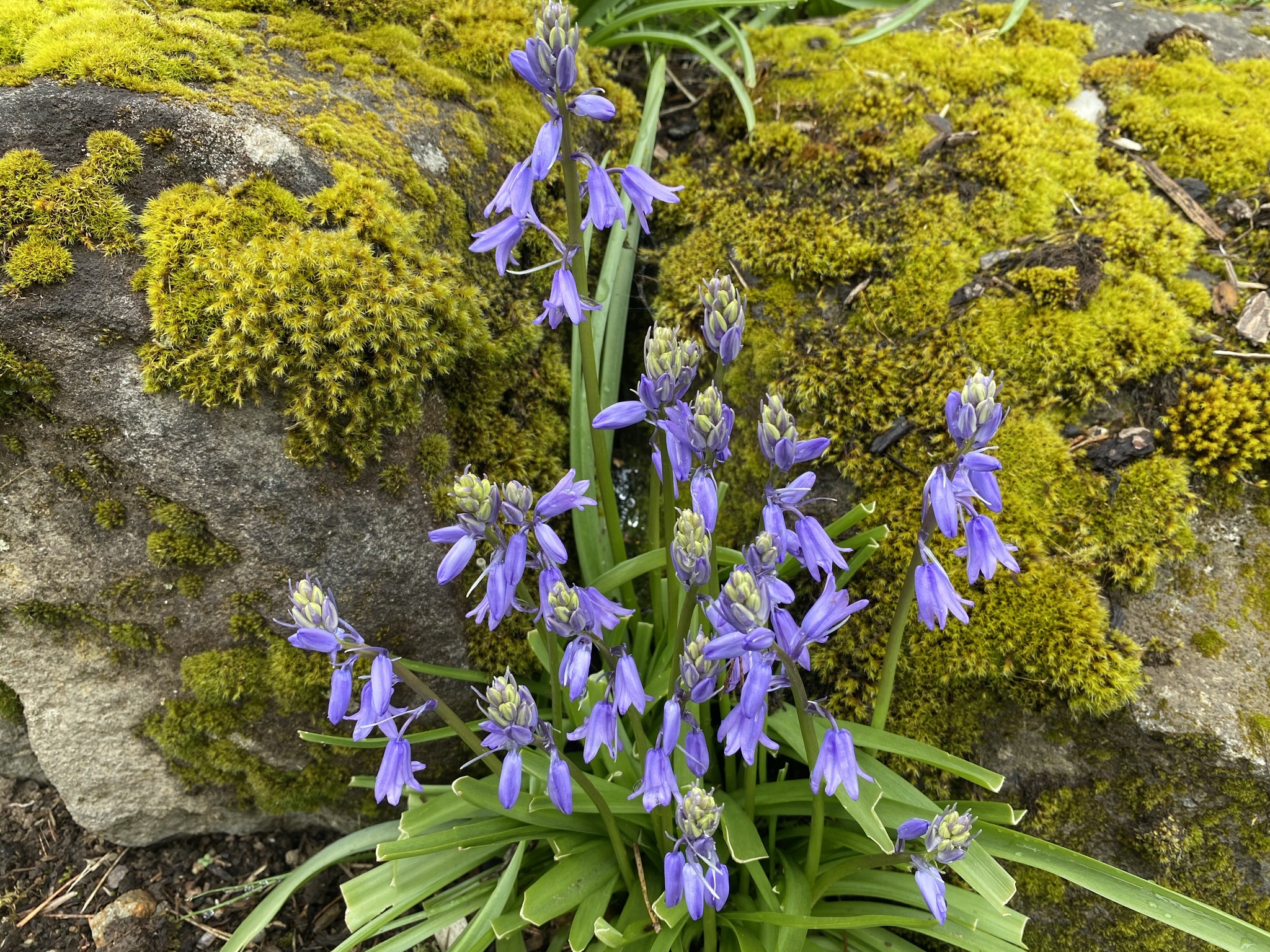 Flowers and mossy rocks