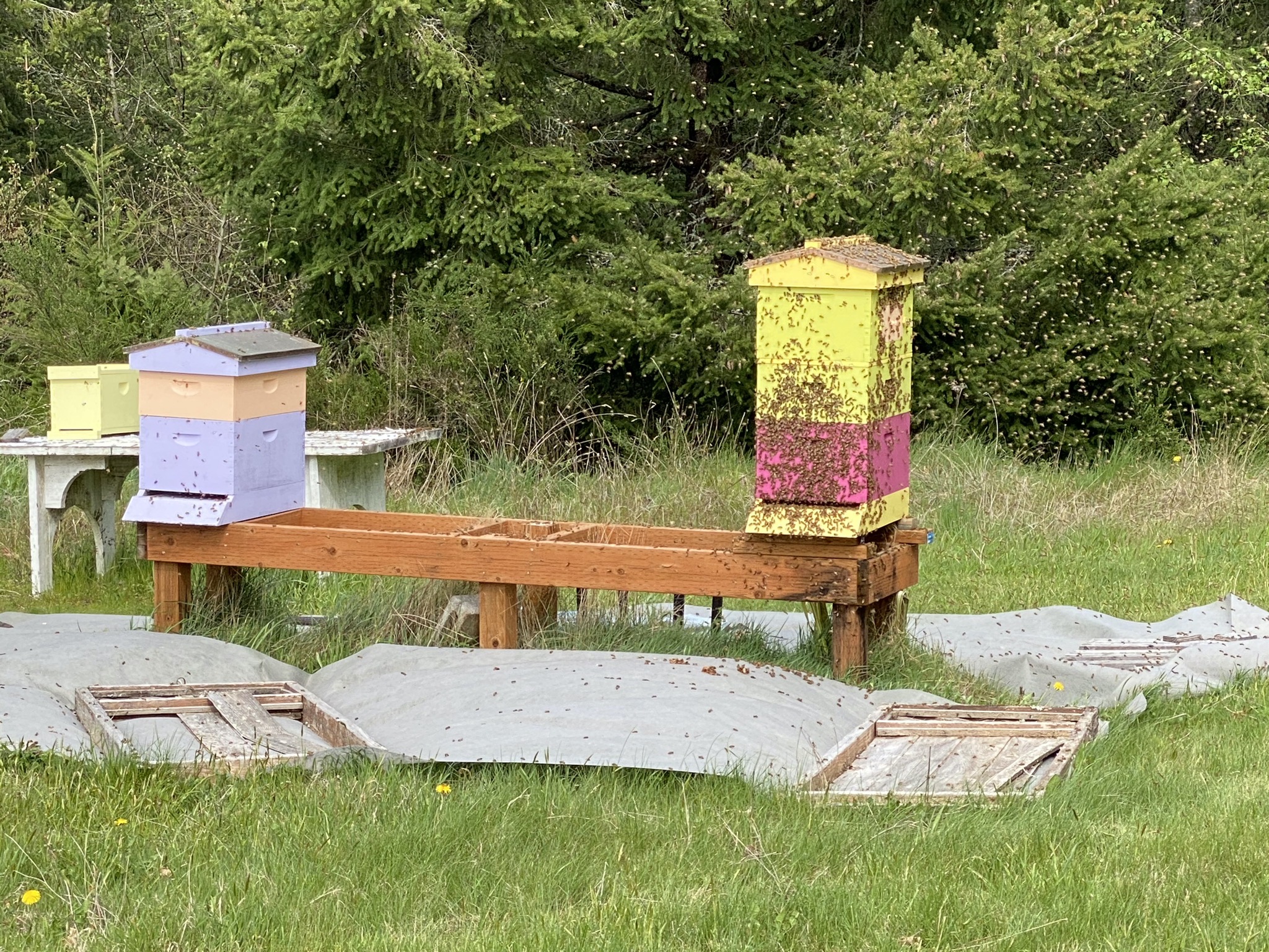 Bees on outside of hive
