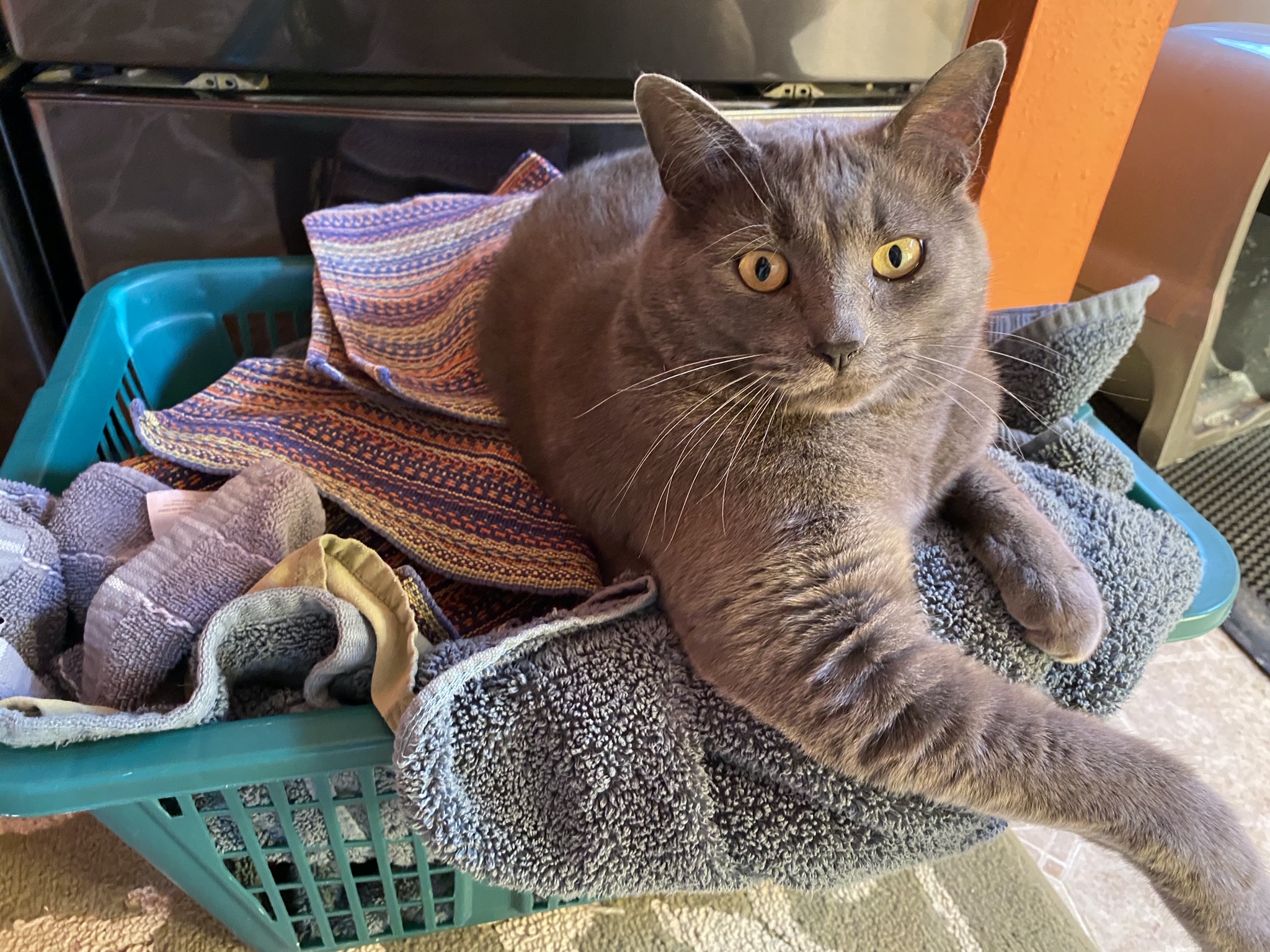 Paladin in laundry basket