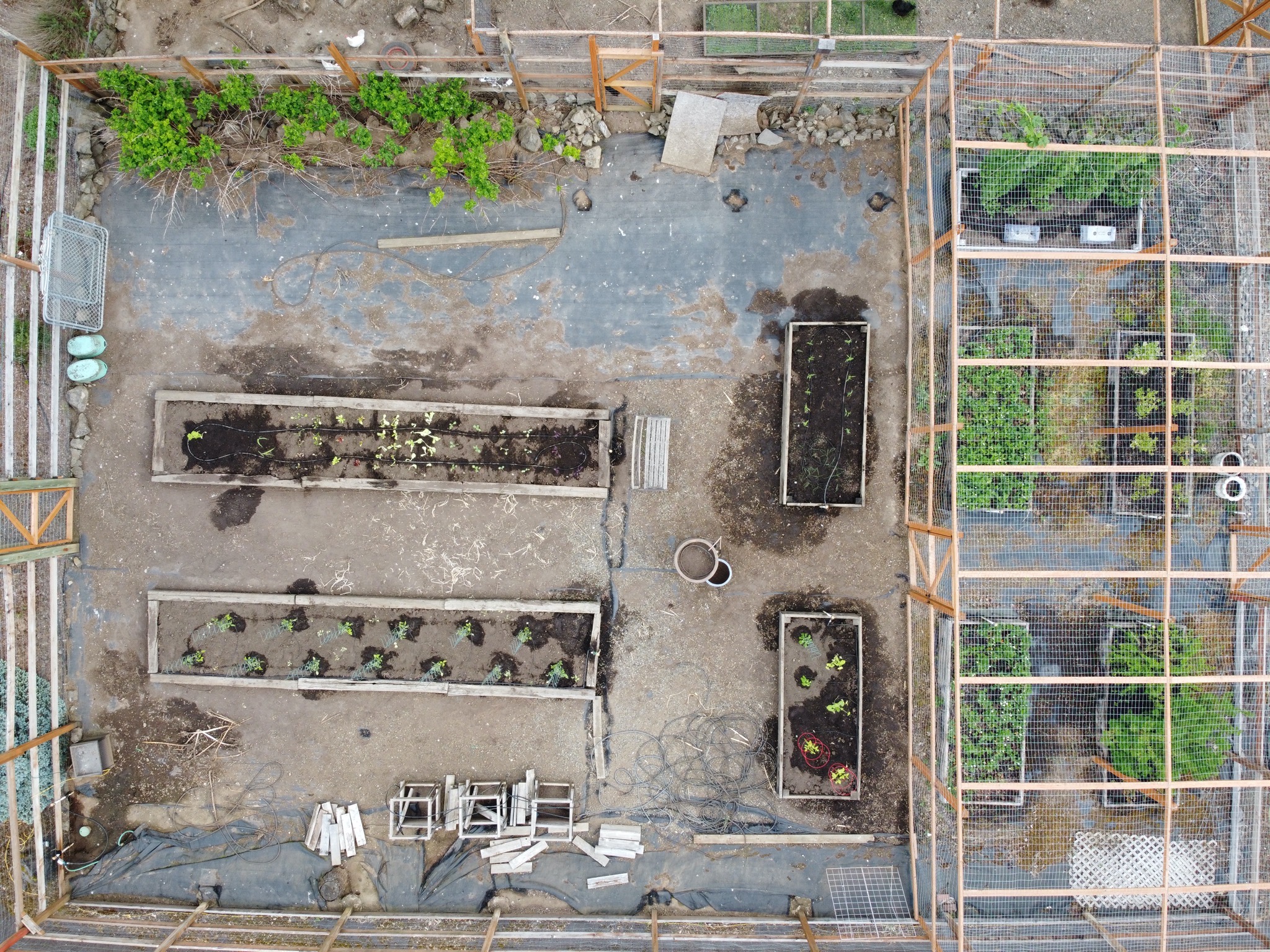 Aerial view of veggie garden