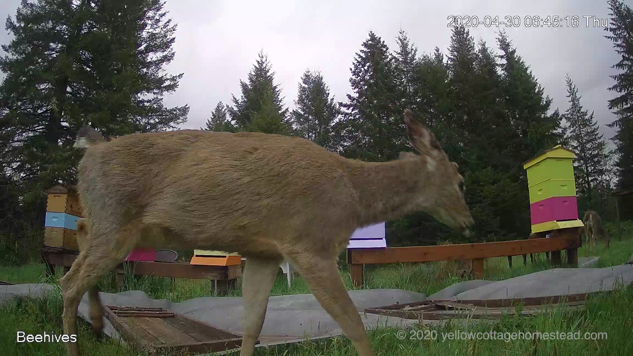 Deer by beehives