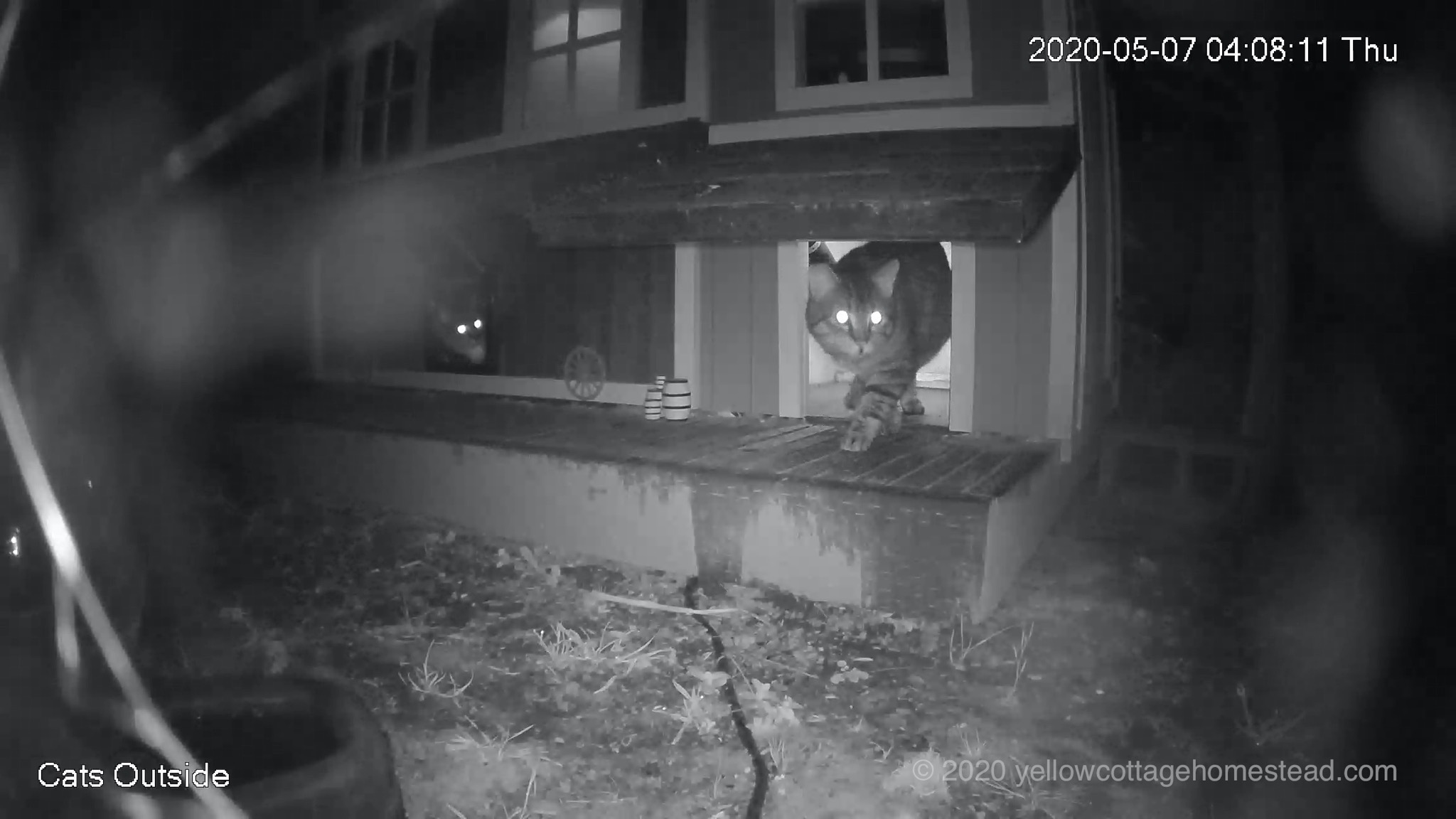 Alien cat visitor