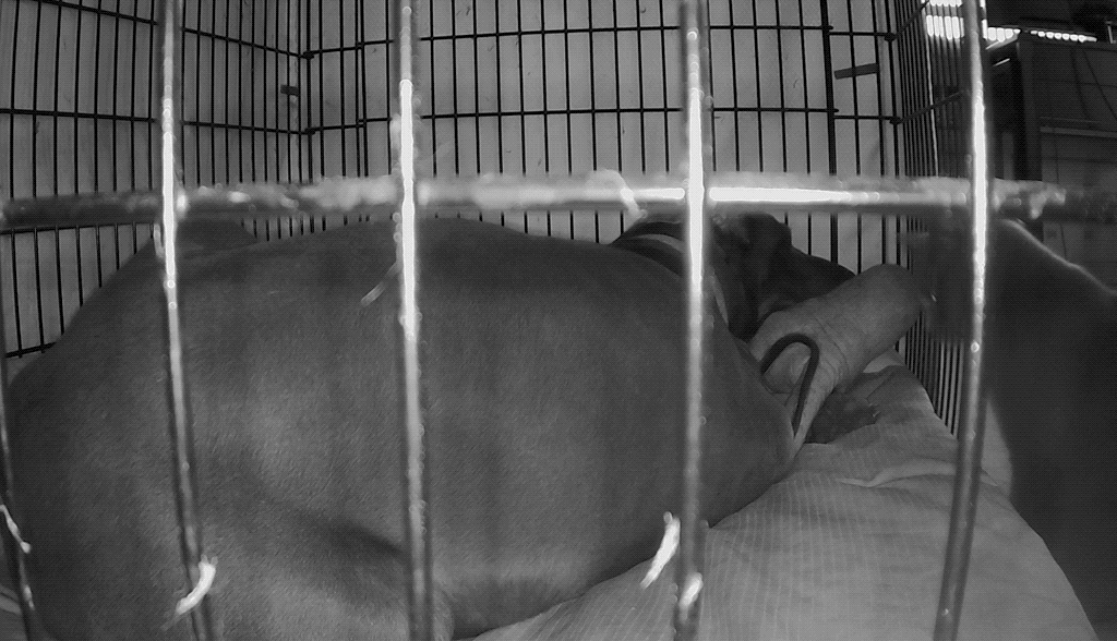 GIF of Paladin demanding attention from Rory in her open crate