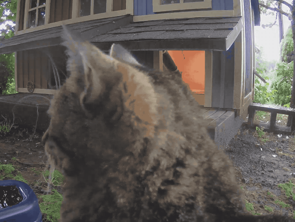 GIF of Porcini